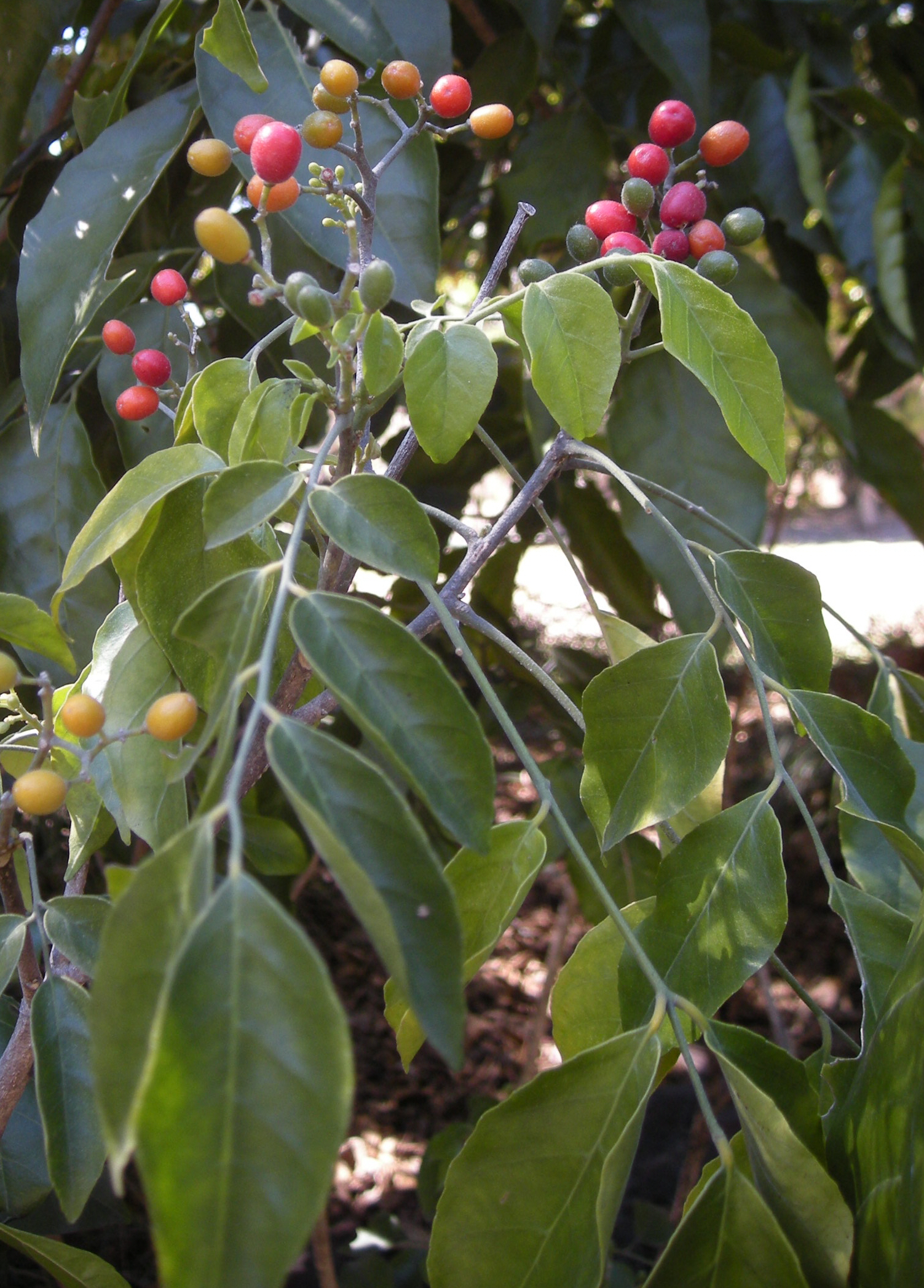 Lime berry main photo