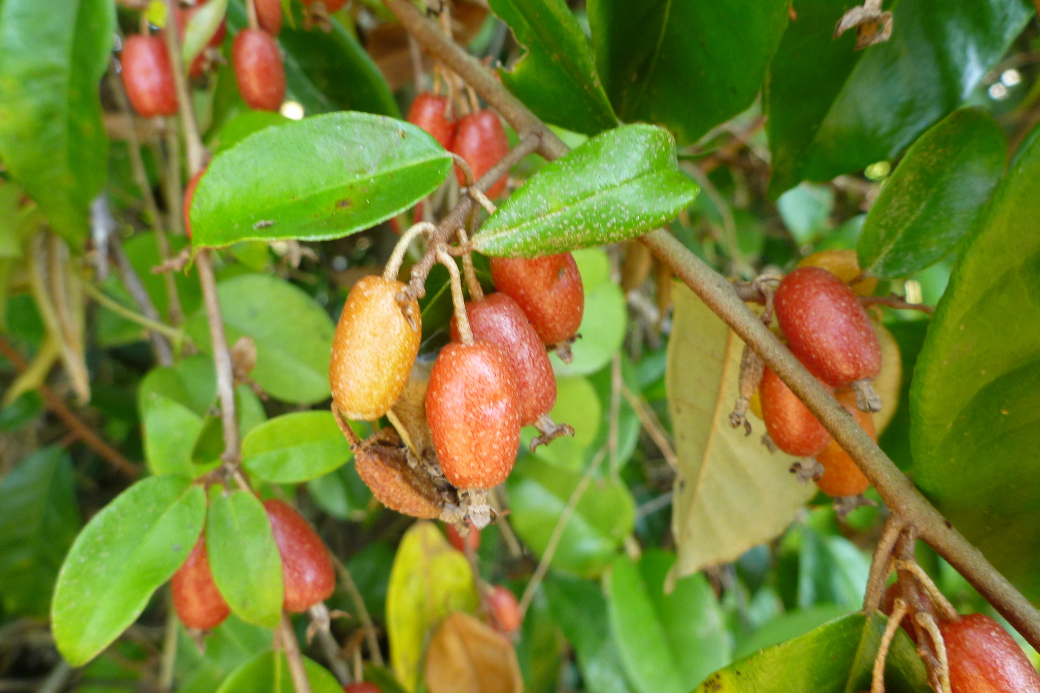 Millaa millaa vine main photo