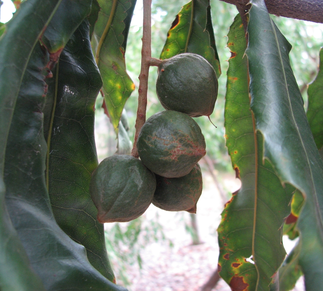 Rough-shell macadamia main photo