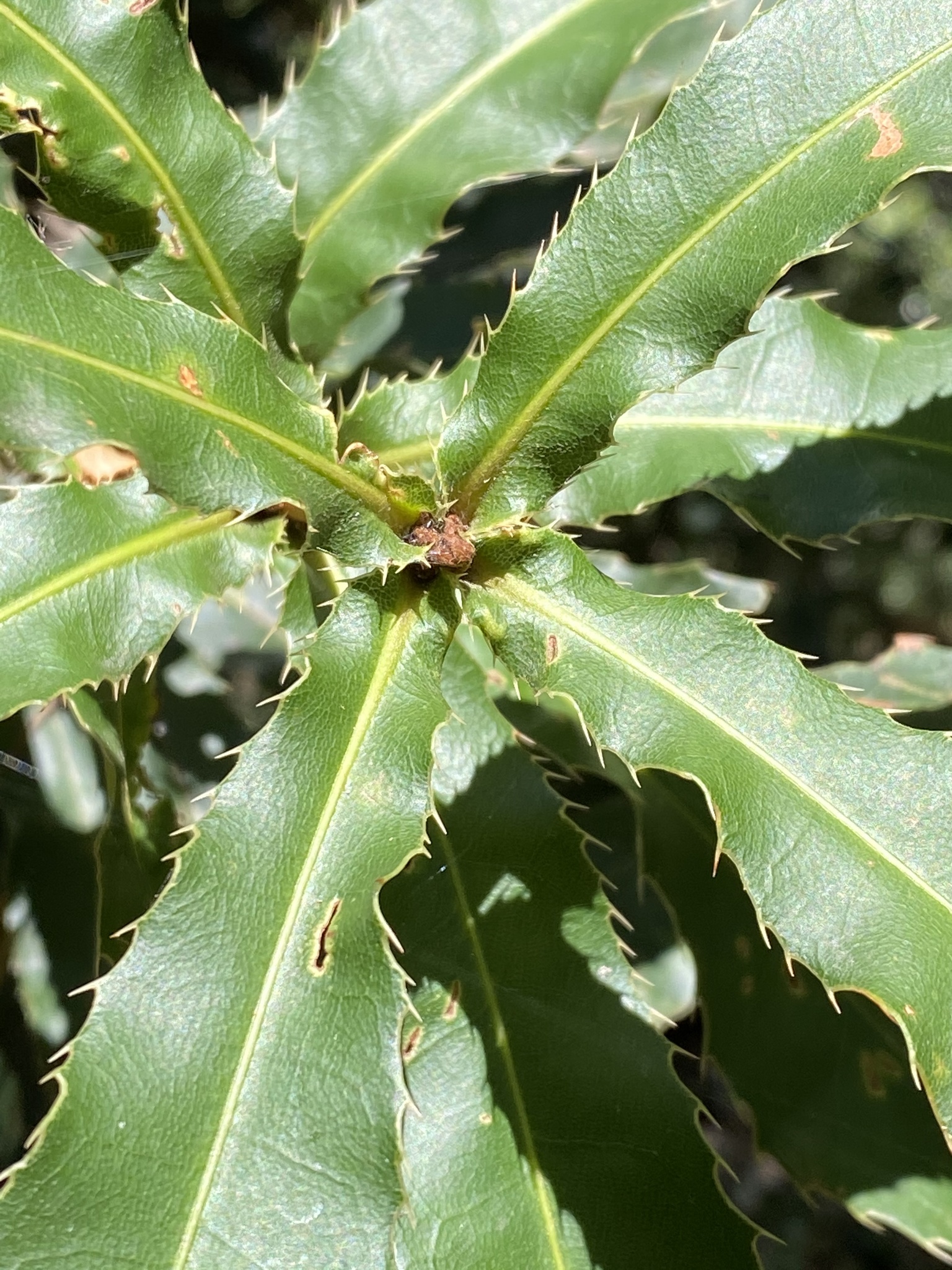 Rough-shell macadamia - CAT-00054-B-Macadamia-tetraphylla.jpg
