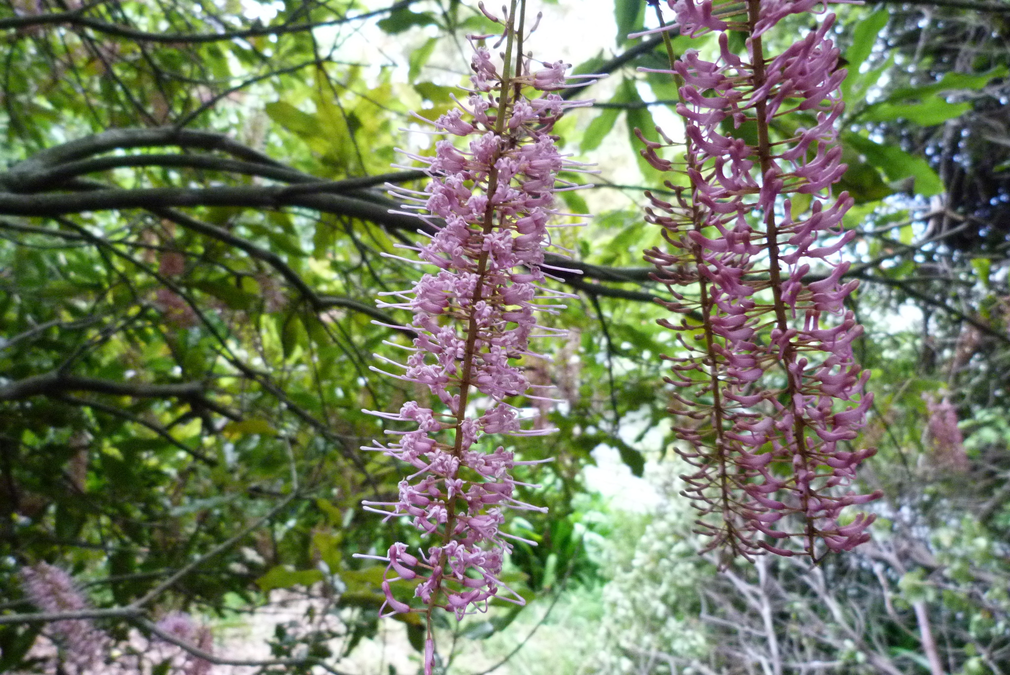 Rough-shell macadamia - CAT-00054-C-Macadamia-tetraphylla.jpg