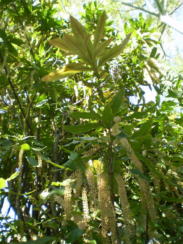 Rough-shell macadamia - CAT-00054-F-Macadamia-tetraphylla.jpg
