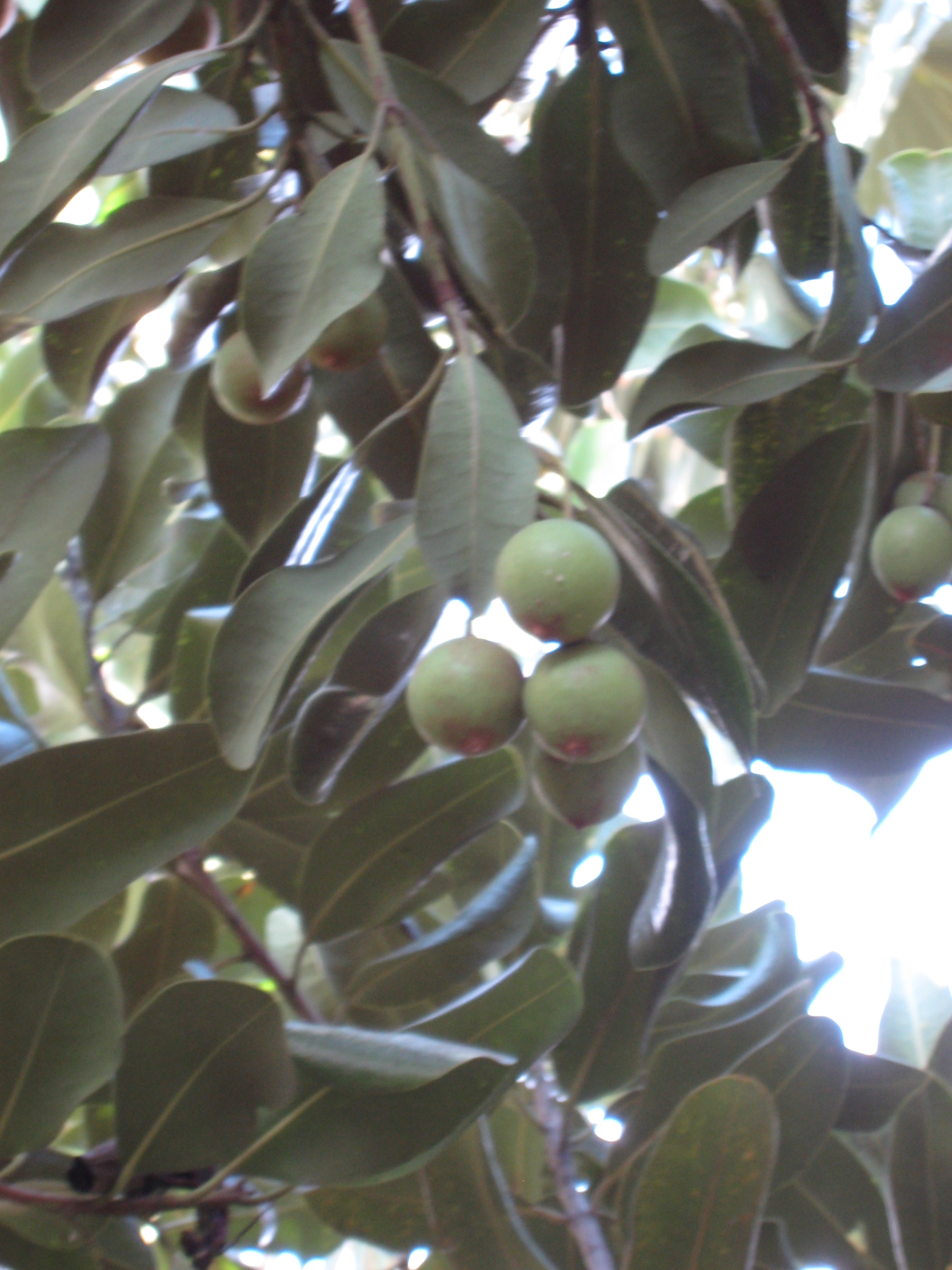 Rough-shell macadamia - CAT-00054-Macadamia-tetraphylla-05.jpg