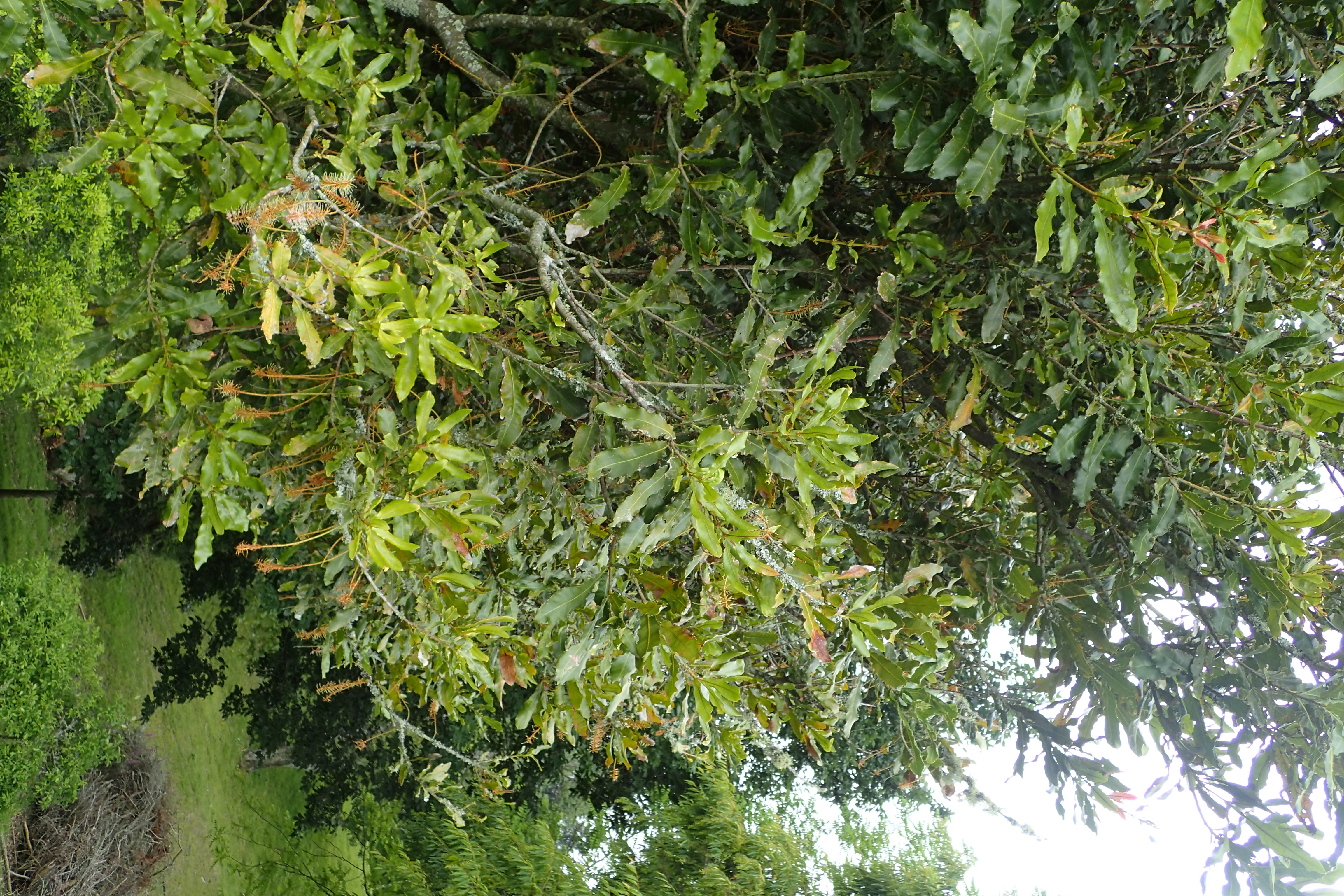 Rough-shell macadamia - CAT-00054-Macadamia-tetraphylla-06.jpg