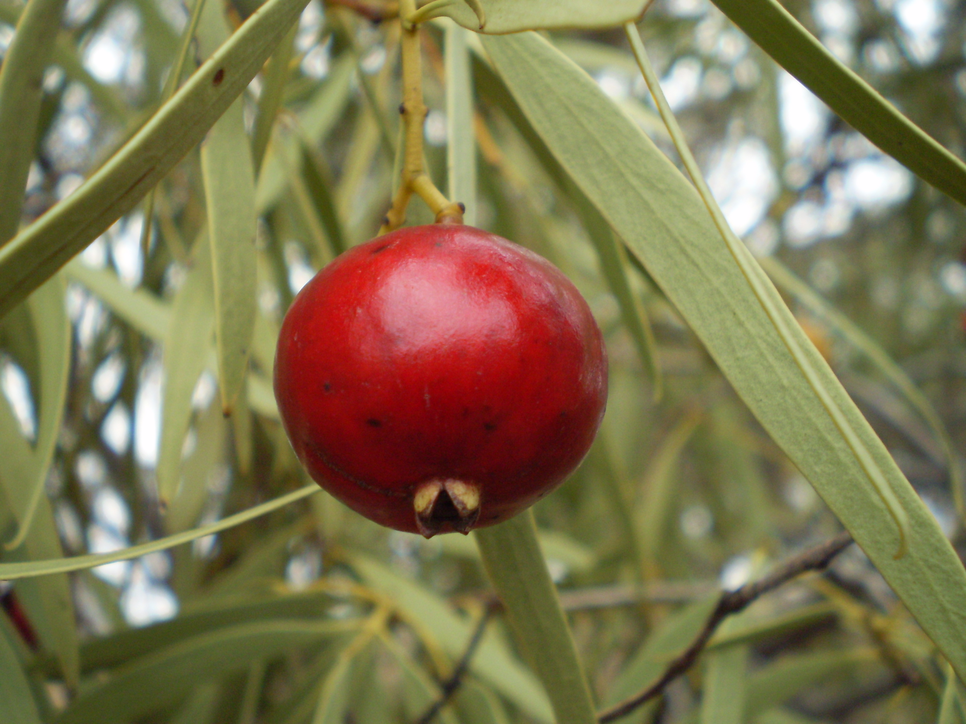 Quandong main photo