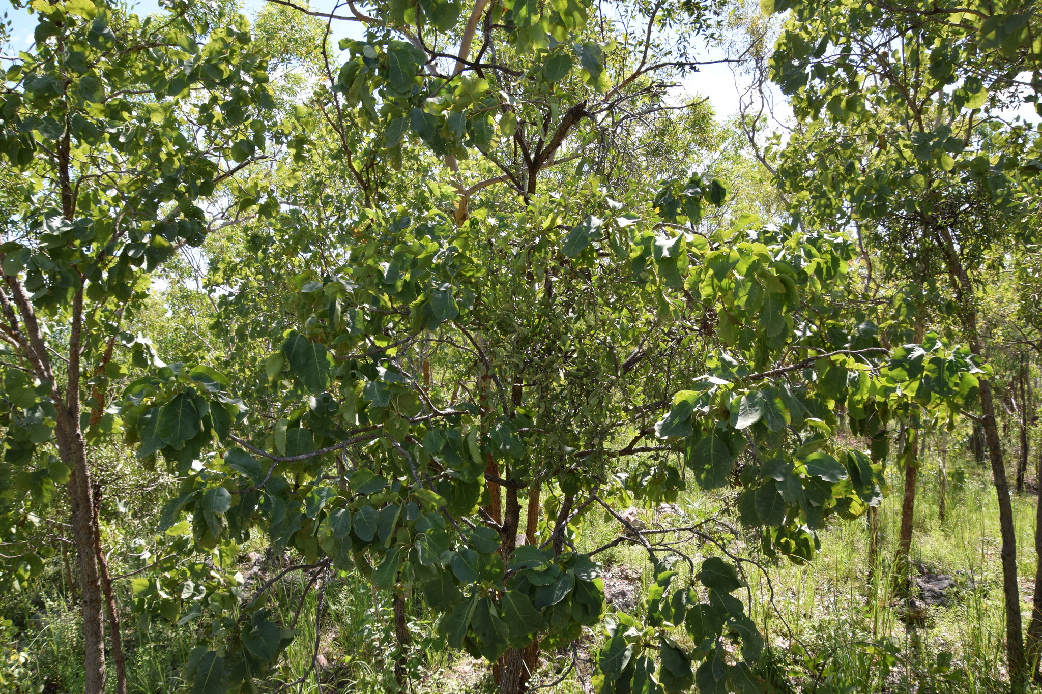 Kakadu plum main photo
