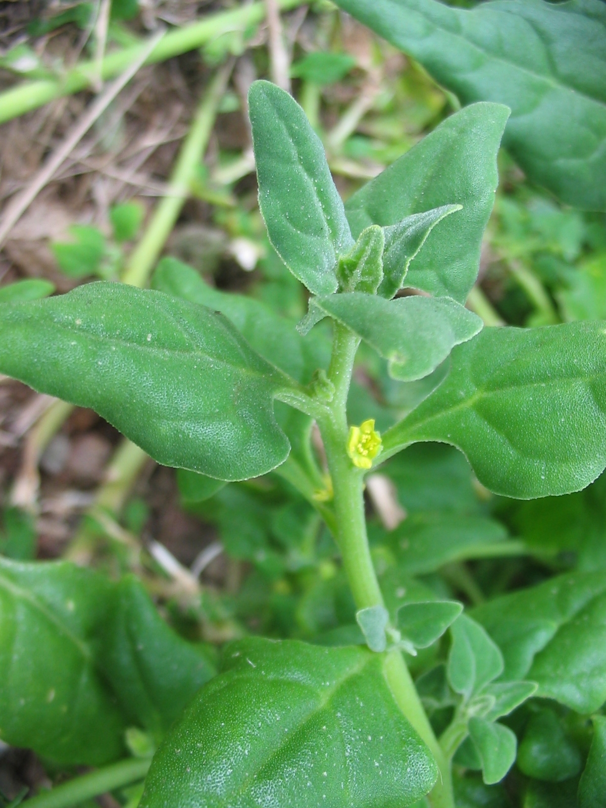 Warrigal greens main photo