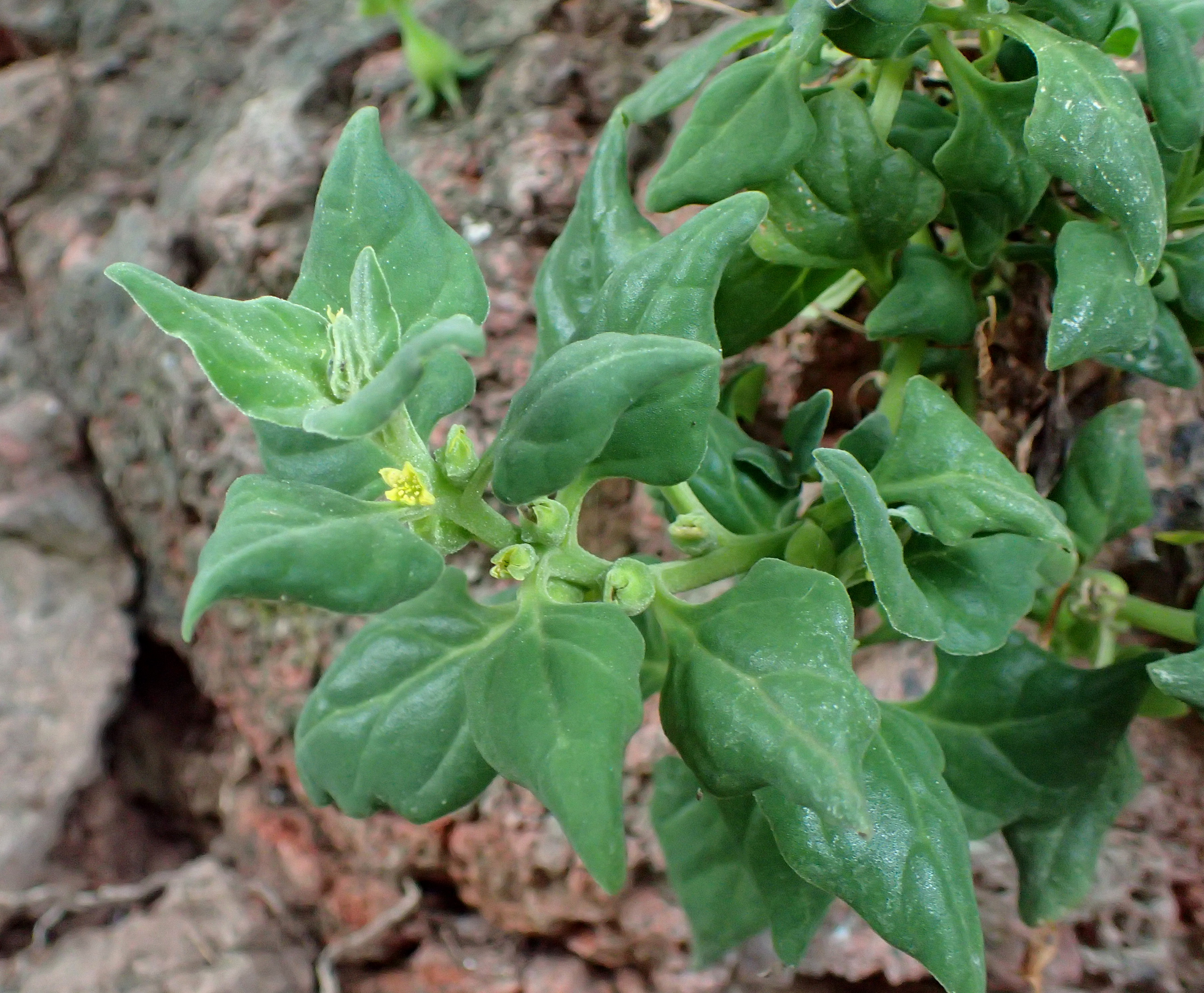 Warrigal greens - CAT-00059-B-Tetragonia-tetragonioides.jpg