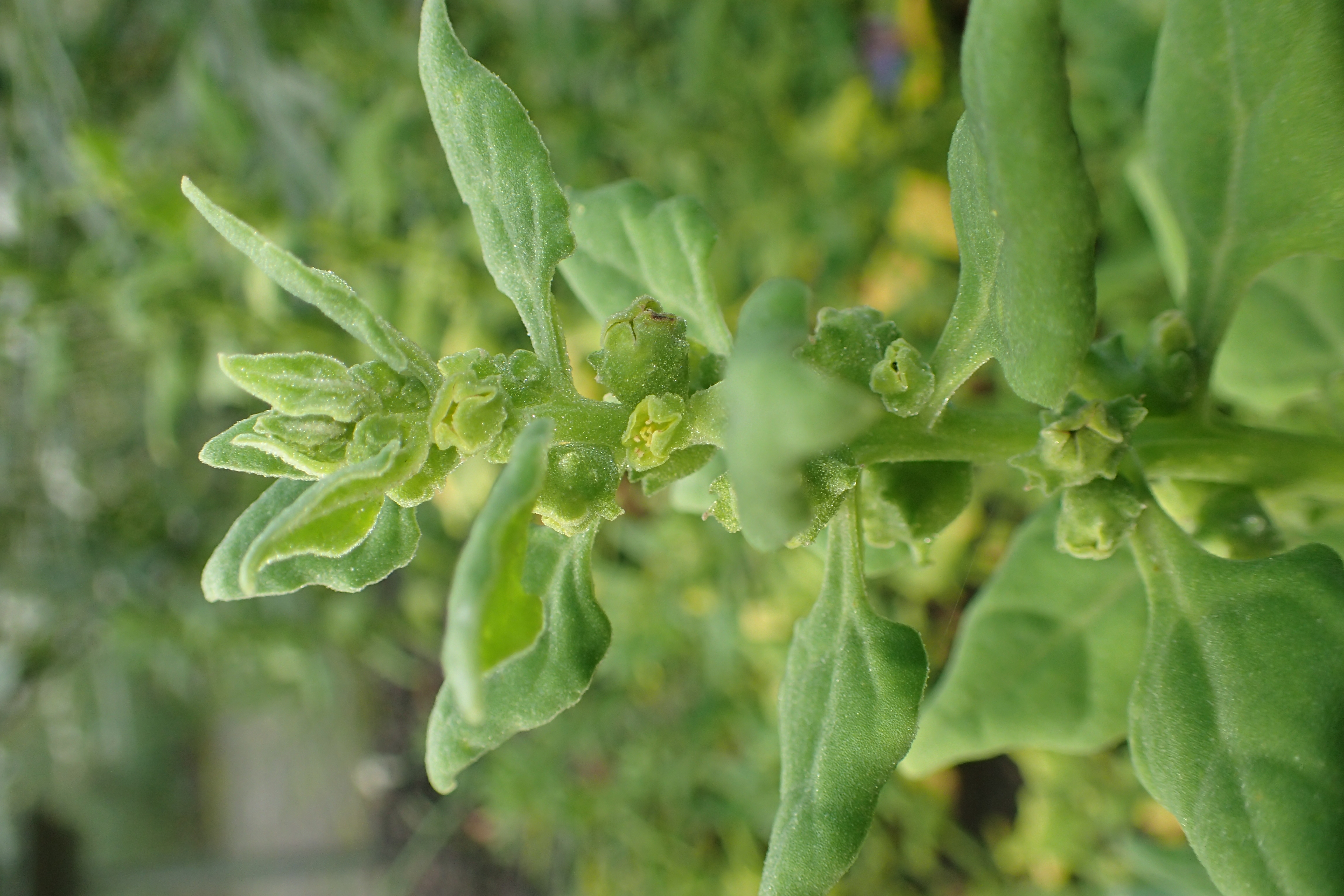 Warrigal greens - CAT-00059-C-Tetragonia-tetragonioides.jpg