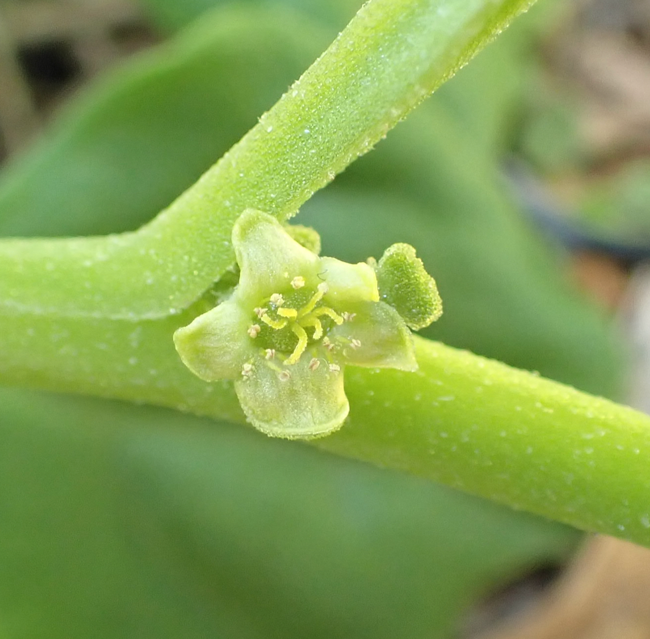 Warrigal greens - CAT-00059-F-Tetragonia-tetragonioides.jpg