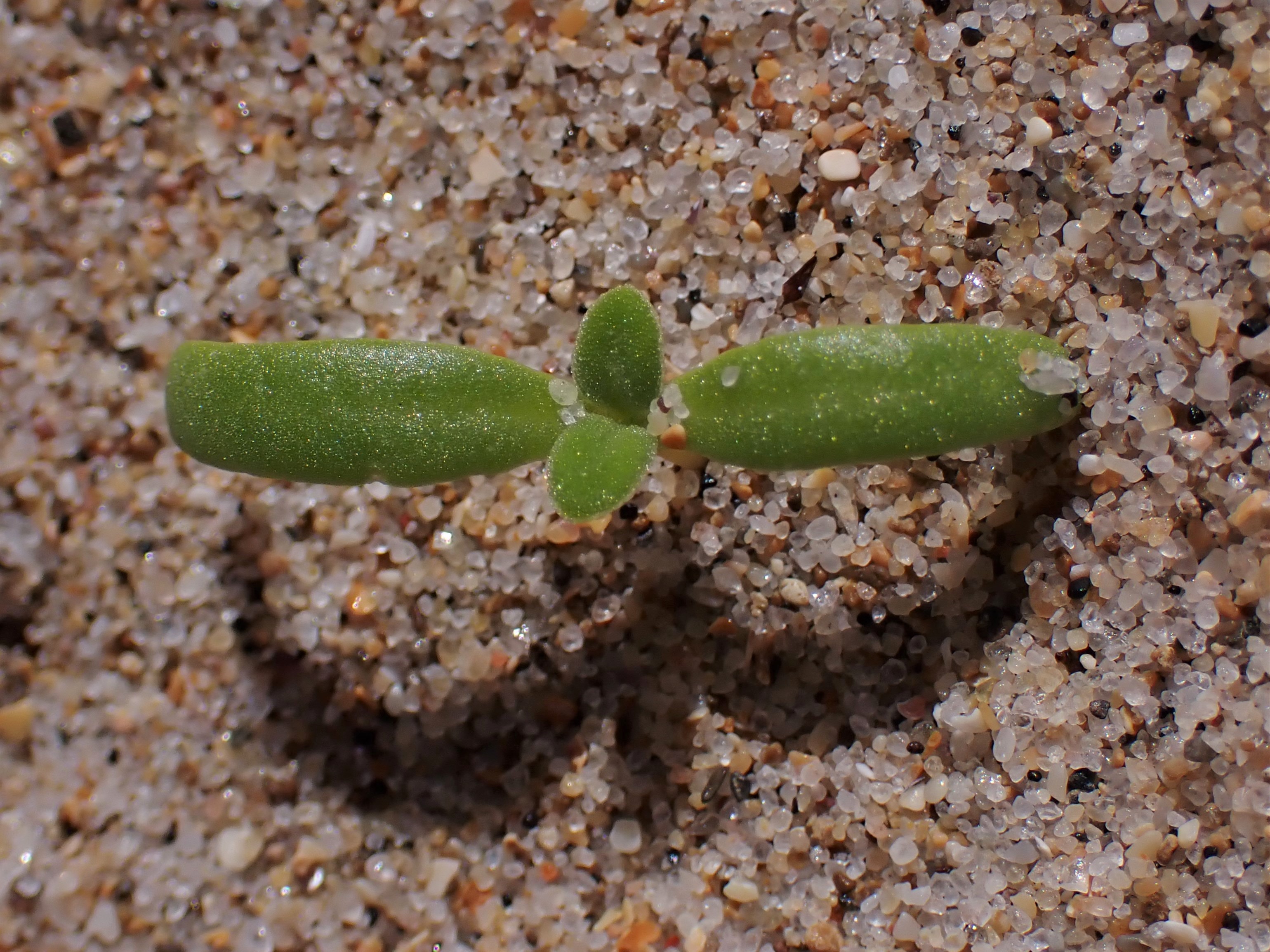 Warrigal greens - CAT-00059-Tetragonia-tetragonioides-05.jpg