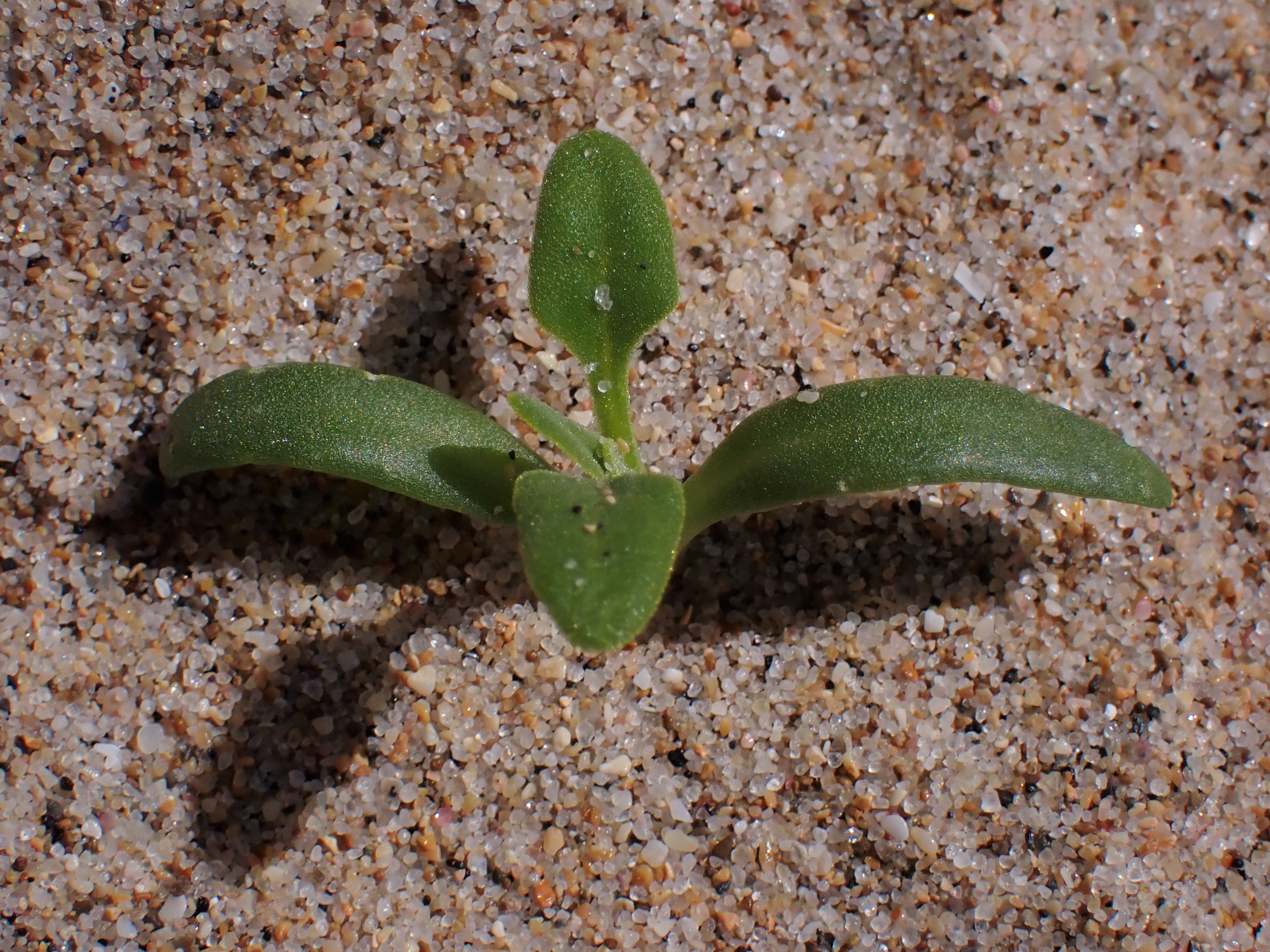 Warrigal greens - CAT-00059-Tetragonia-tetragonioides-06.jpg