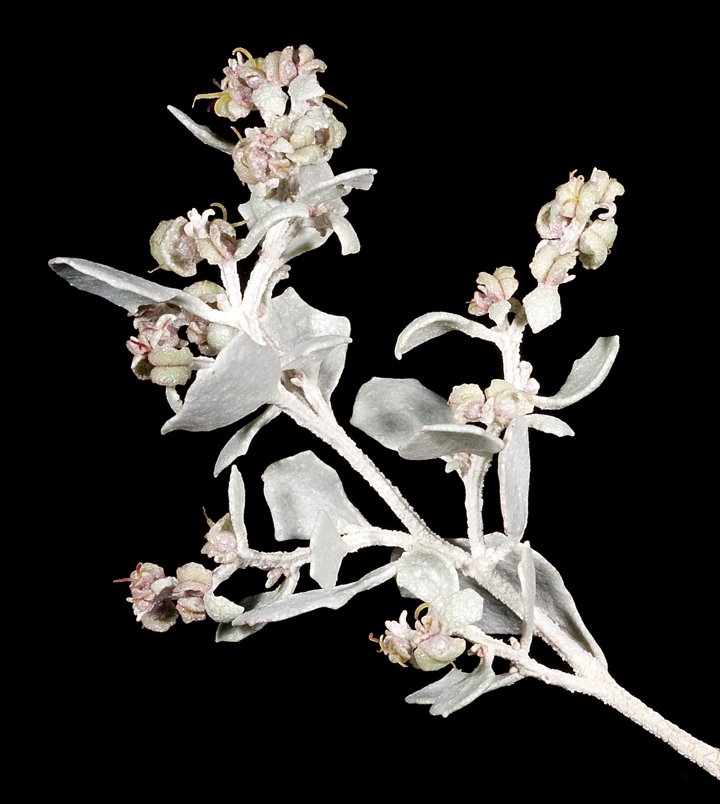 Old man saltbush main photo