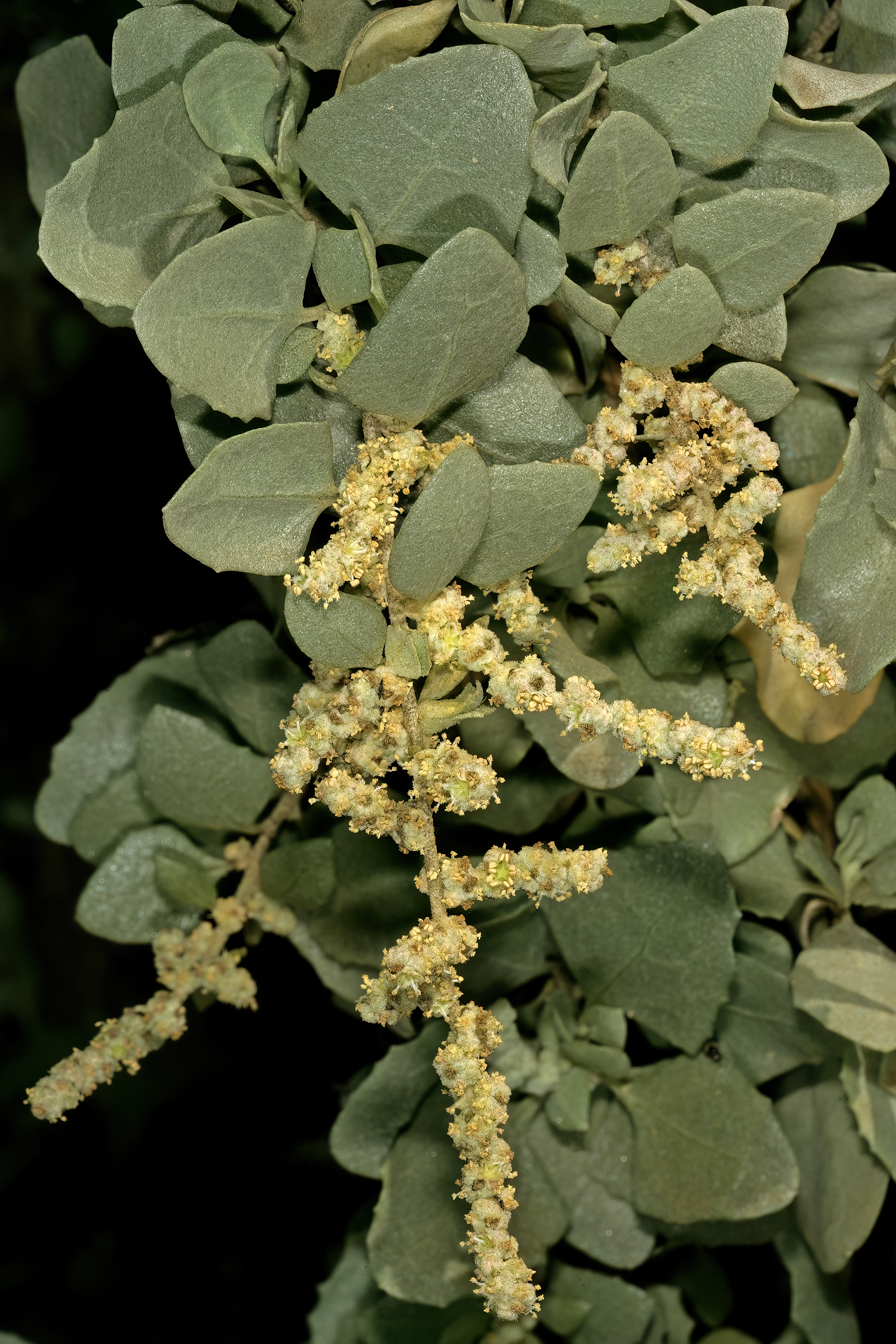 Old man saltbush - CAT-00060-Atriplex-nummularia-05.jpg