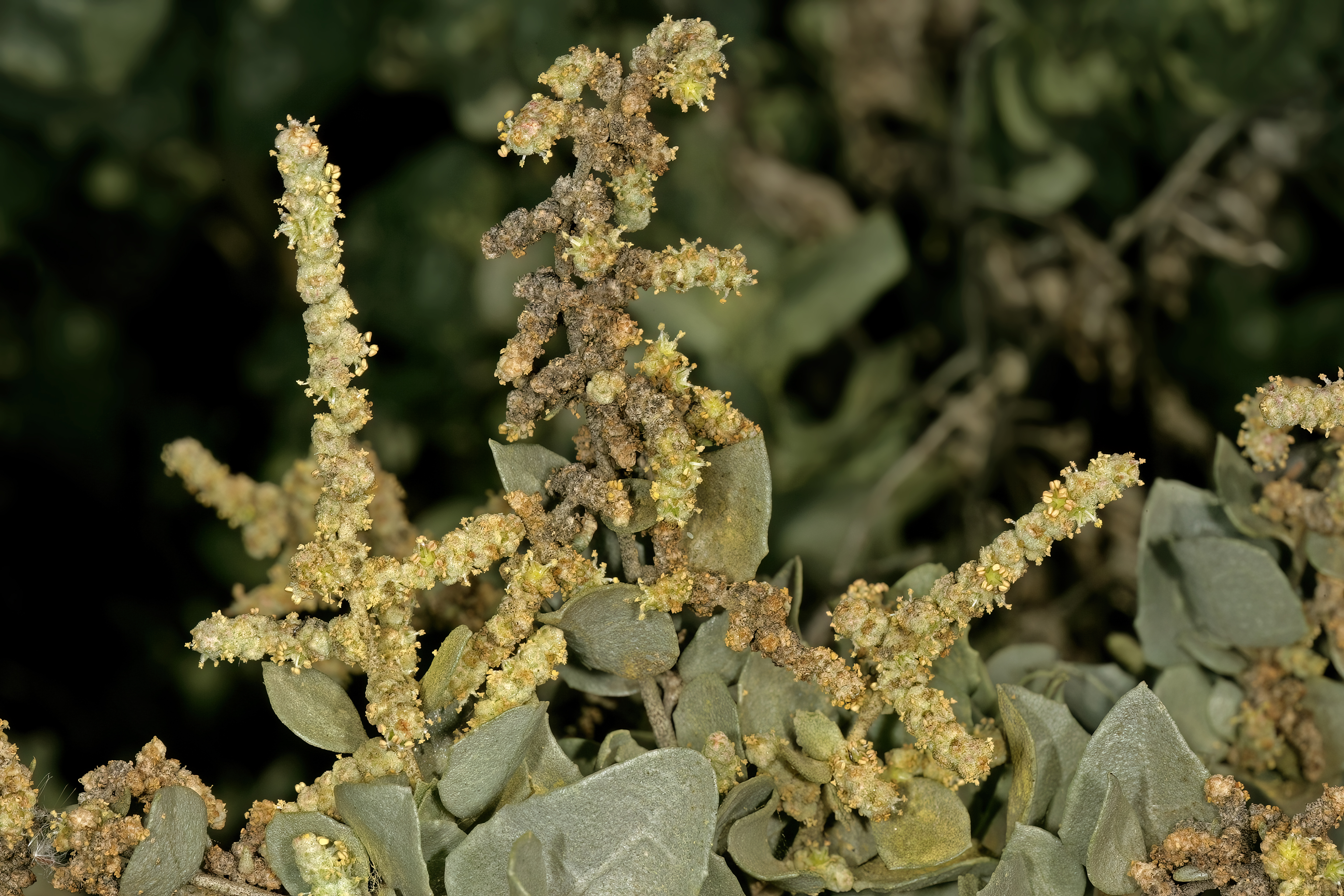 Old man saltbush - CAT-00060-Atriplex-nummularia-06.jpg
