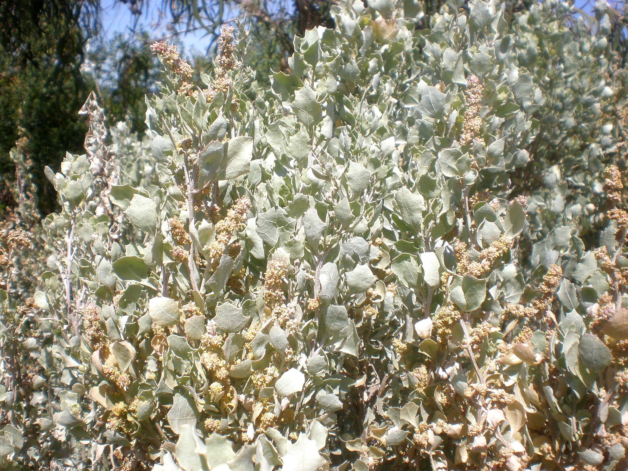 Old man saltbush - CAT-00060-B-Atriplex-nummularia.jpg
