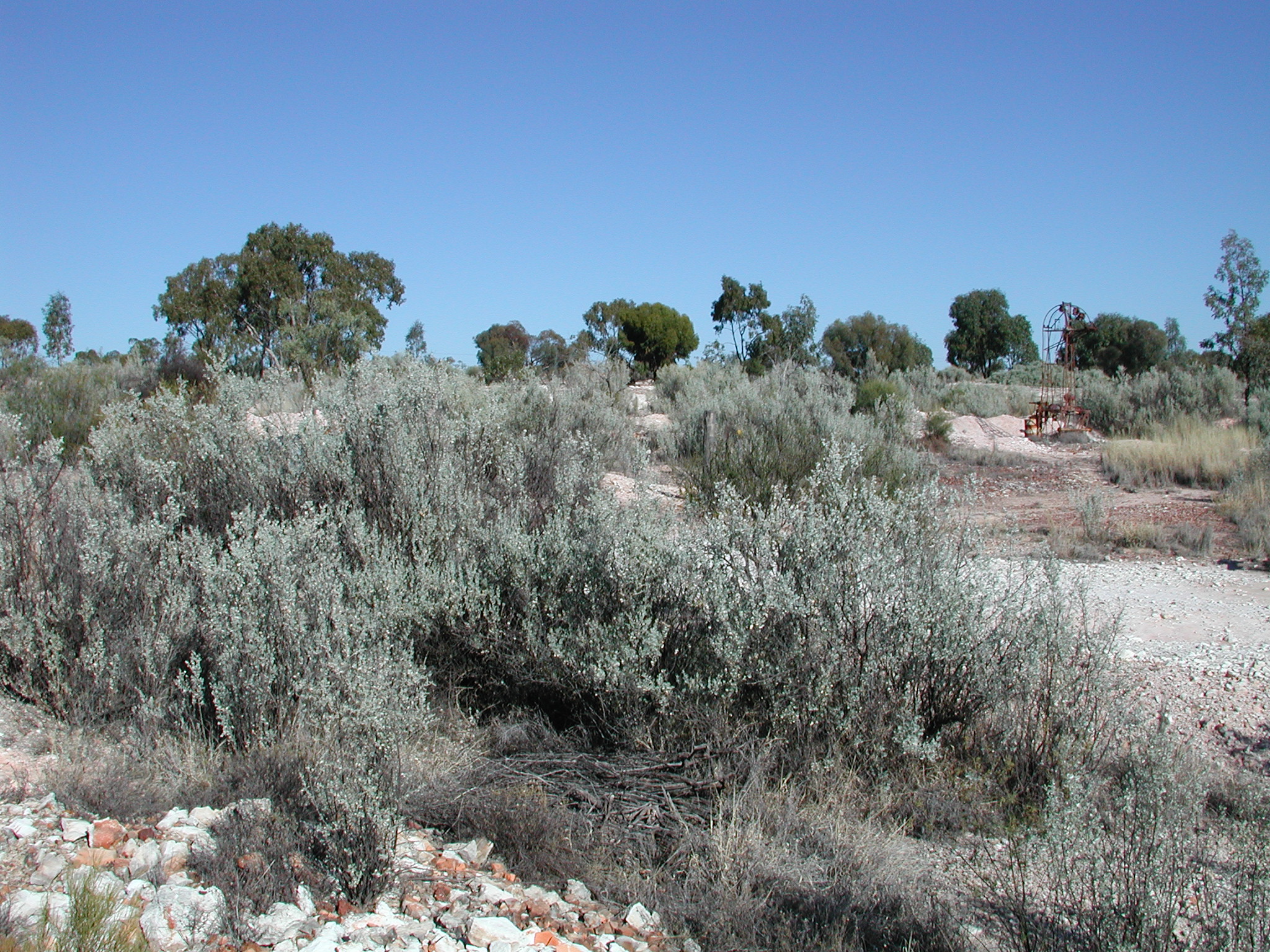 Old man saltbush - CAT-00060-C-Atriplex-nummularia.jpg