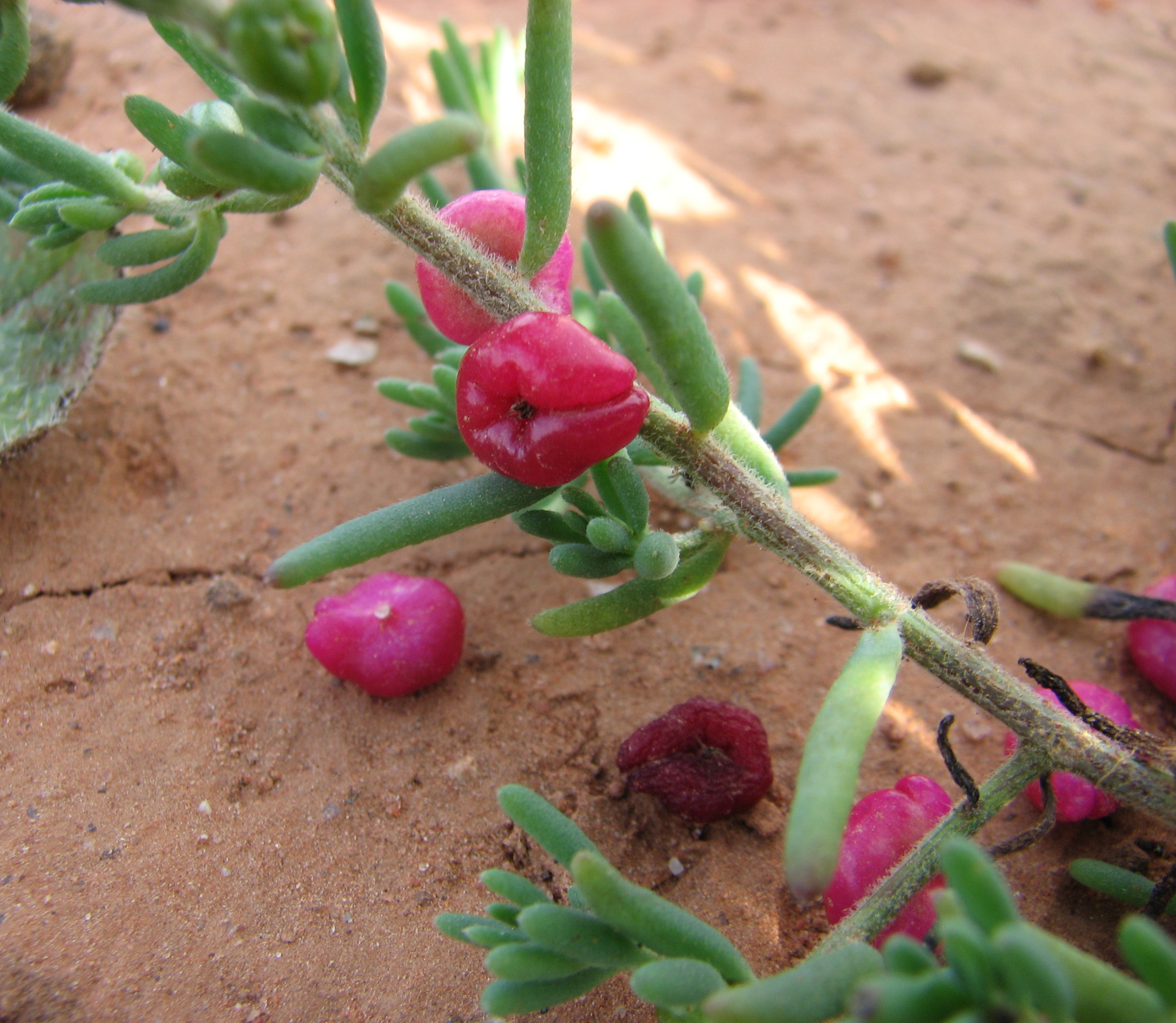 Ruby saltbush main photo