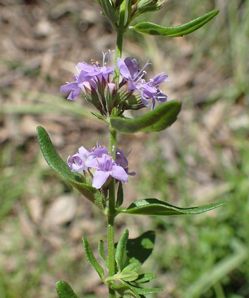 Native pennyroyal / wild mint main photo