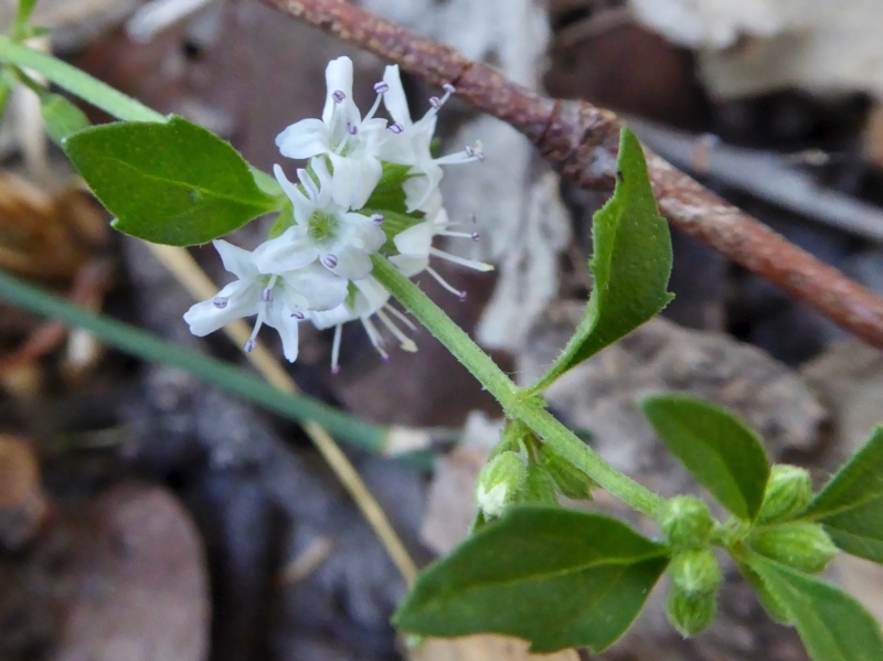 Native pennyroyal / wild mint - CAT-00064-B-Mentha-diemenica.jpg