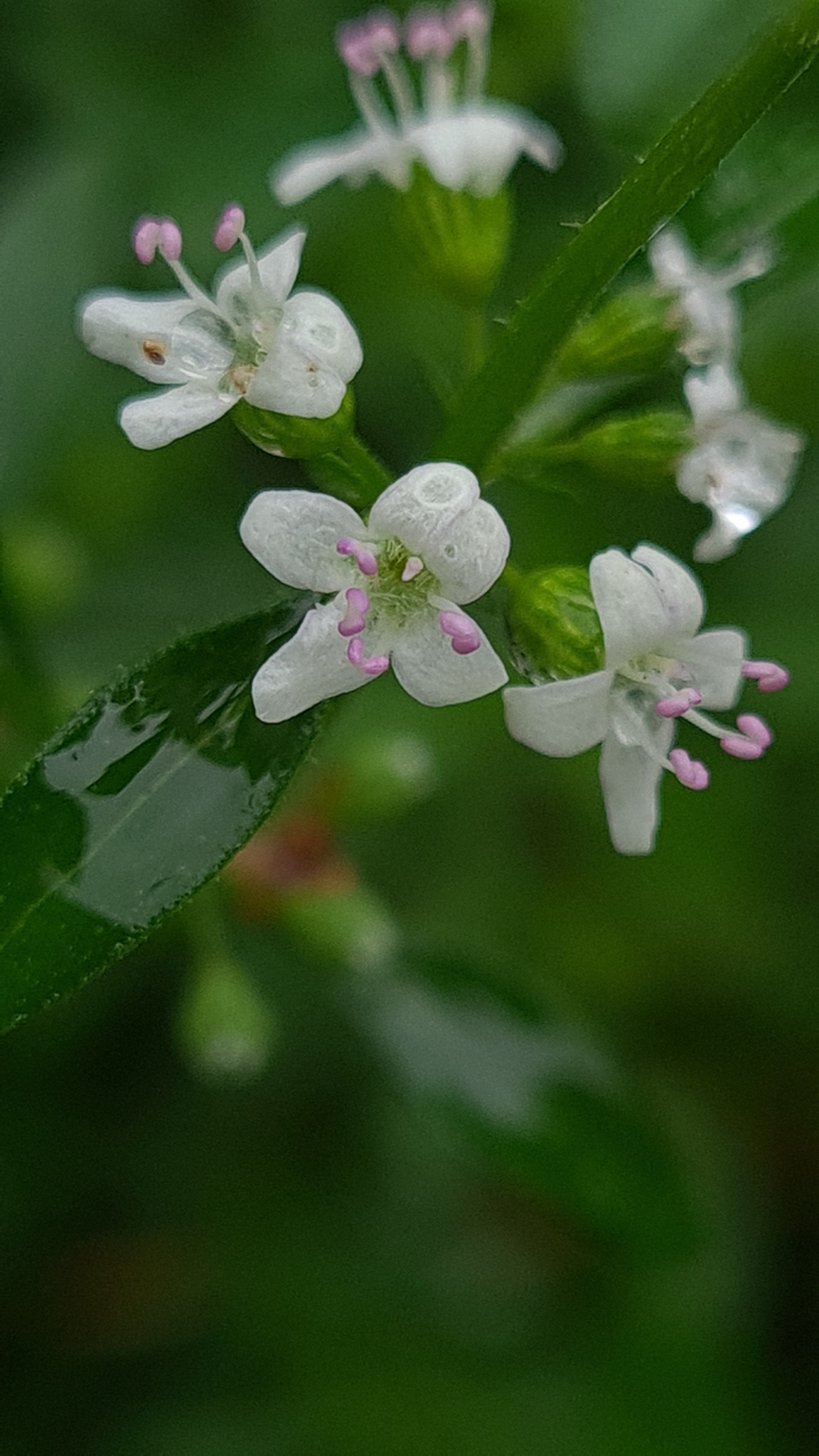 Native pennyroyal / wild mint - CAT-00064-C-Mentha-diemenica.jpg