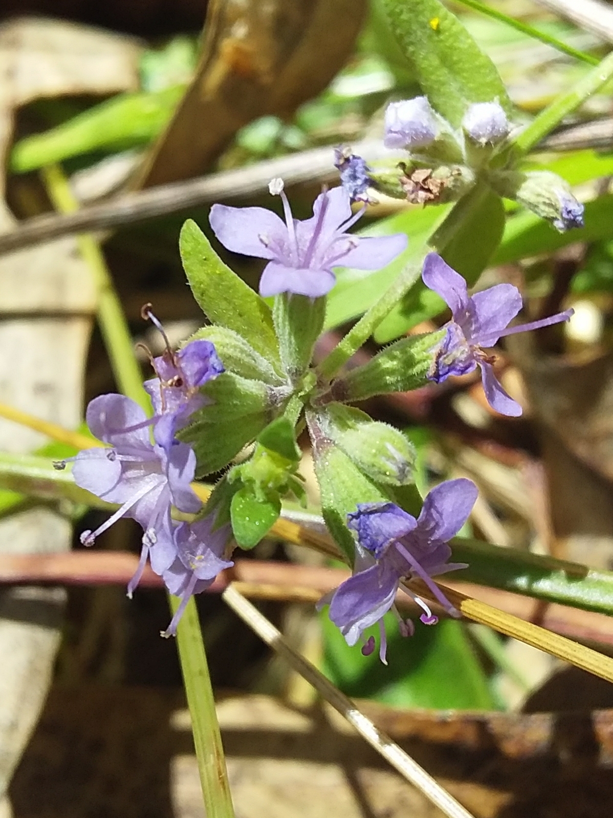 Native pennyroyal / wild mint - CAT-00064-F-Mentha-diemenica.jpg