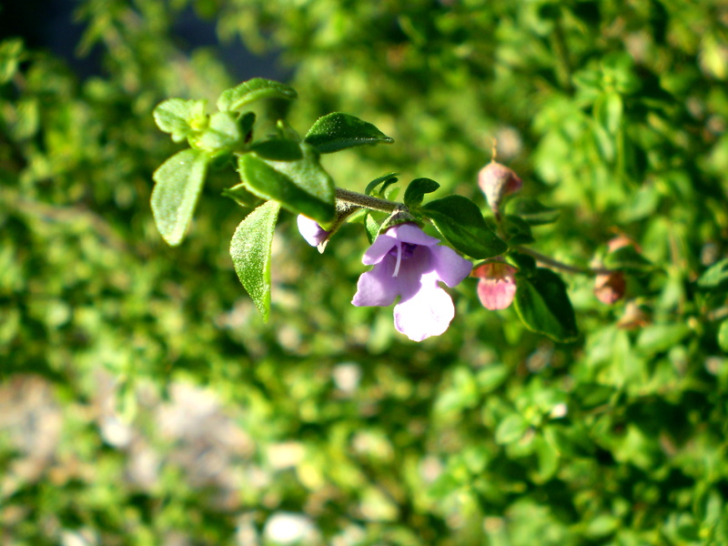 Native thyme main photo
