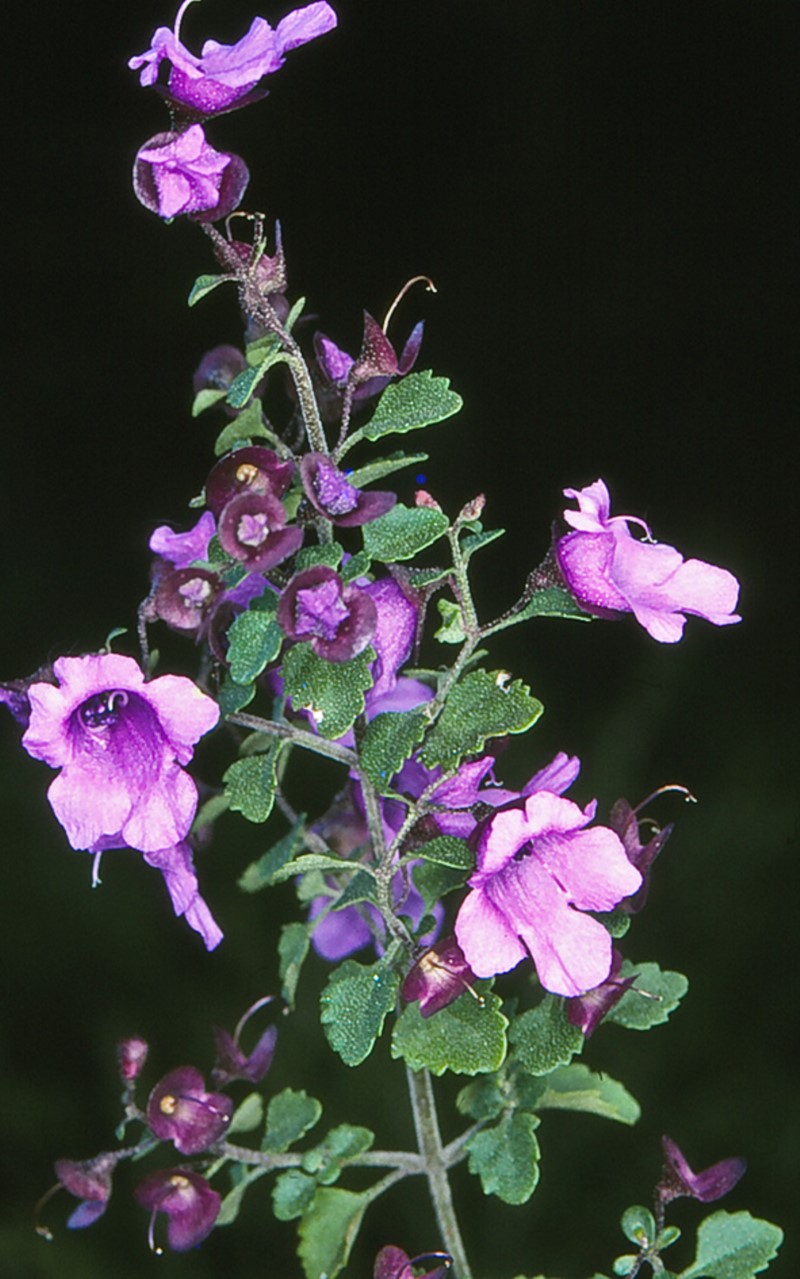 Native thyme - CAT-00065-F-Prostanthera-incisa.jpg