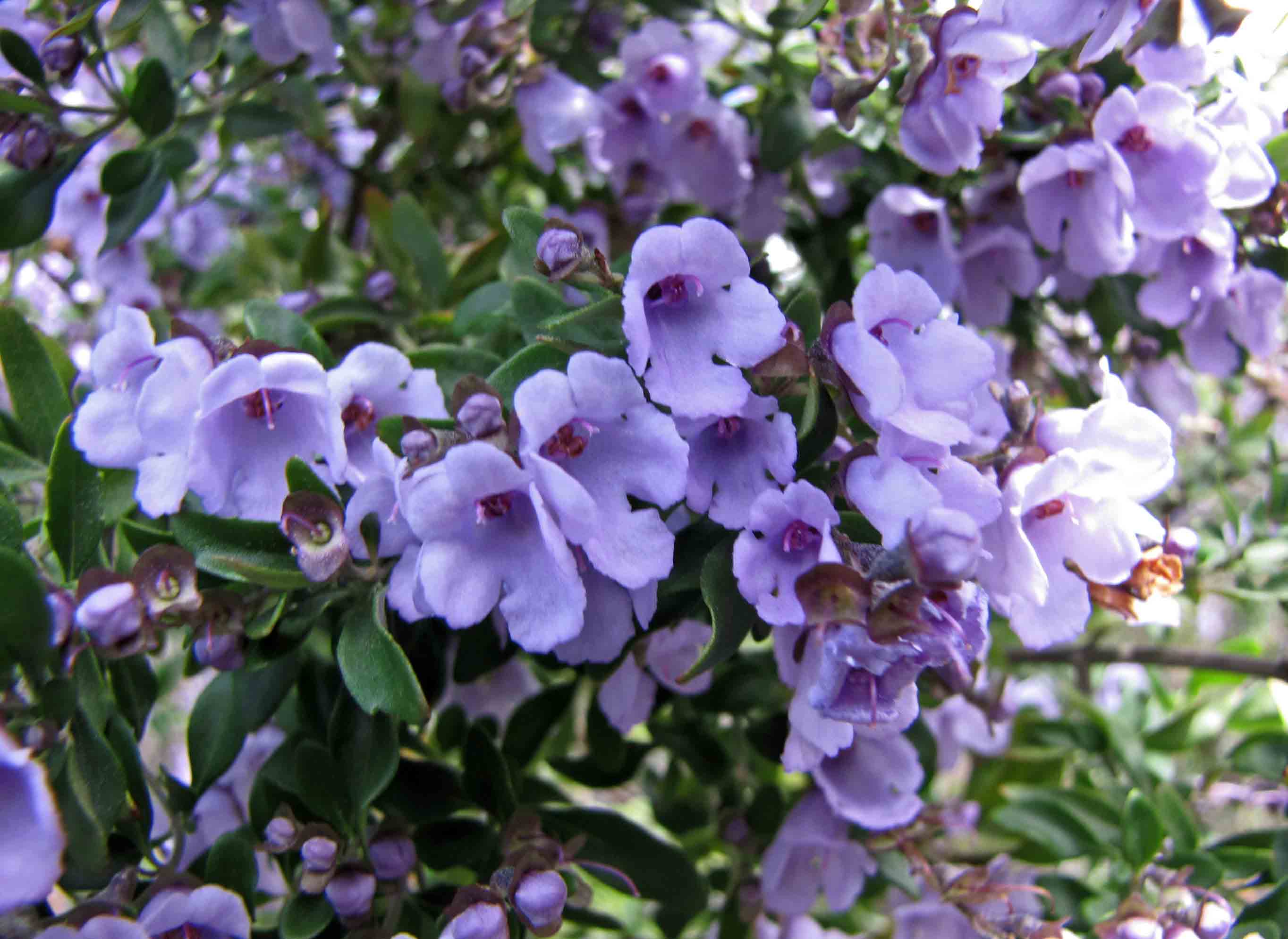 Native thyme - CAT-00065-Prostanthera-incisa-05.jpg
