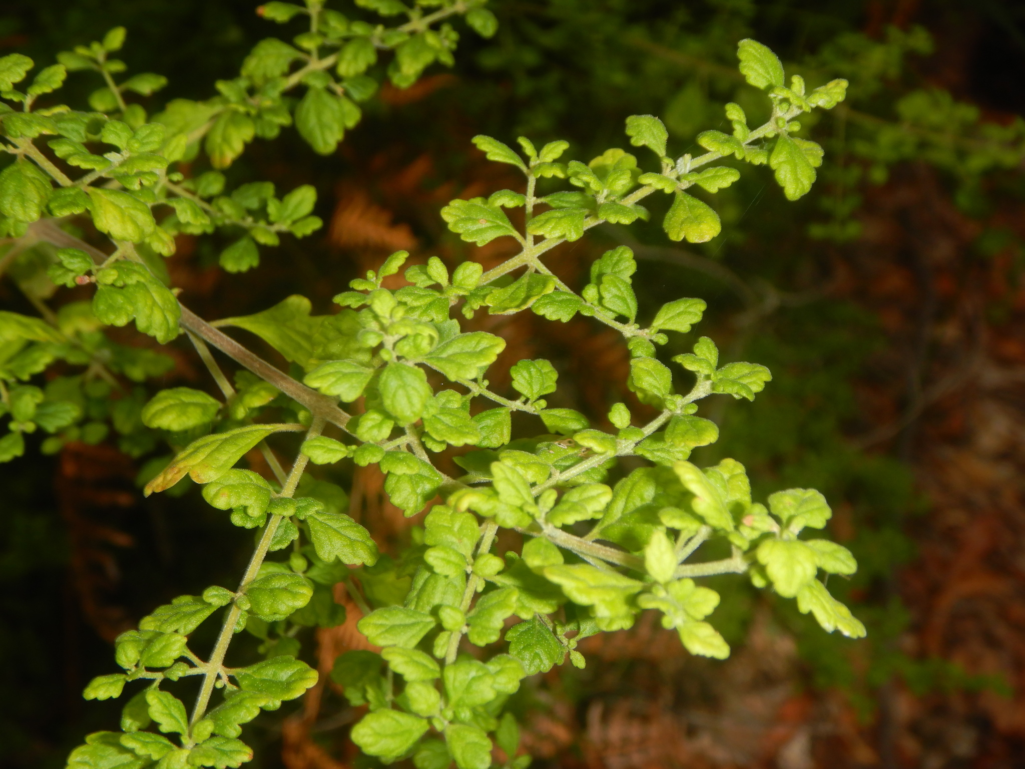 Native thyme - CAT-00065-Prostanthera-incisa-06.jpg