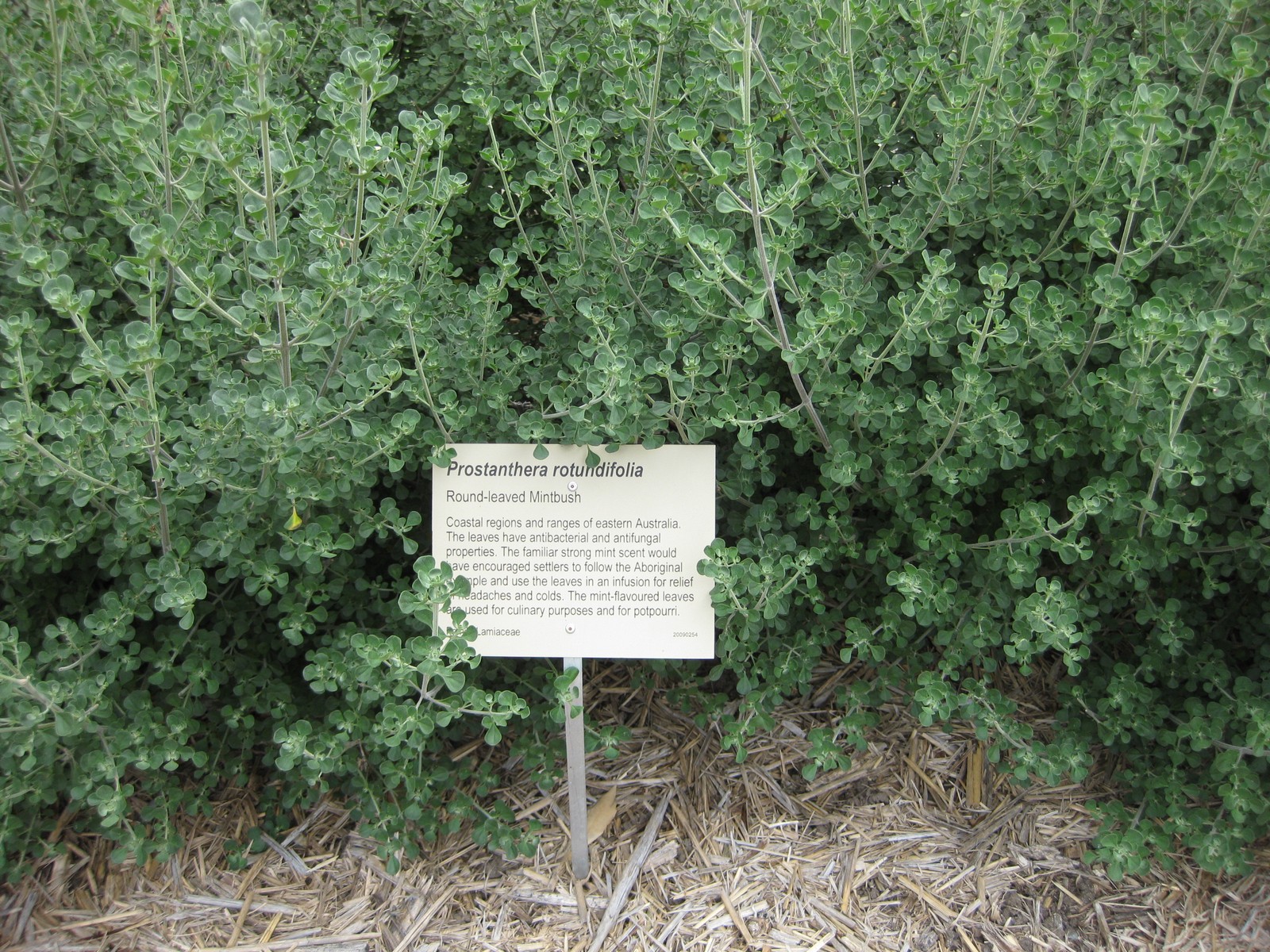 Native oregano main photo