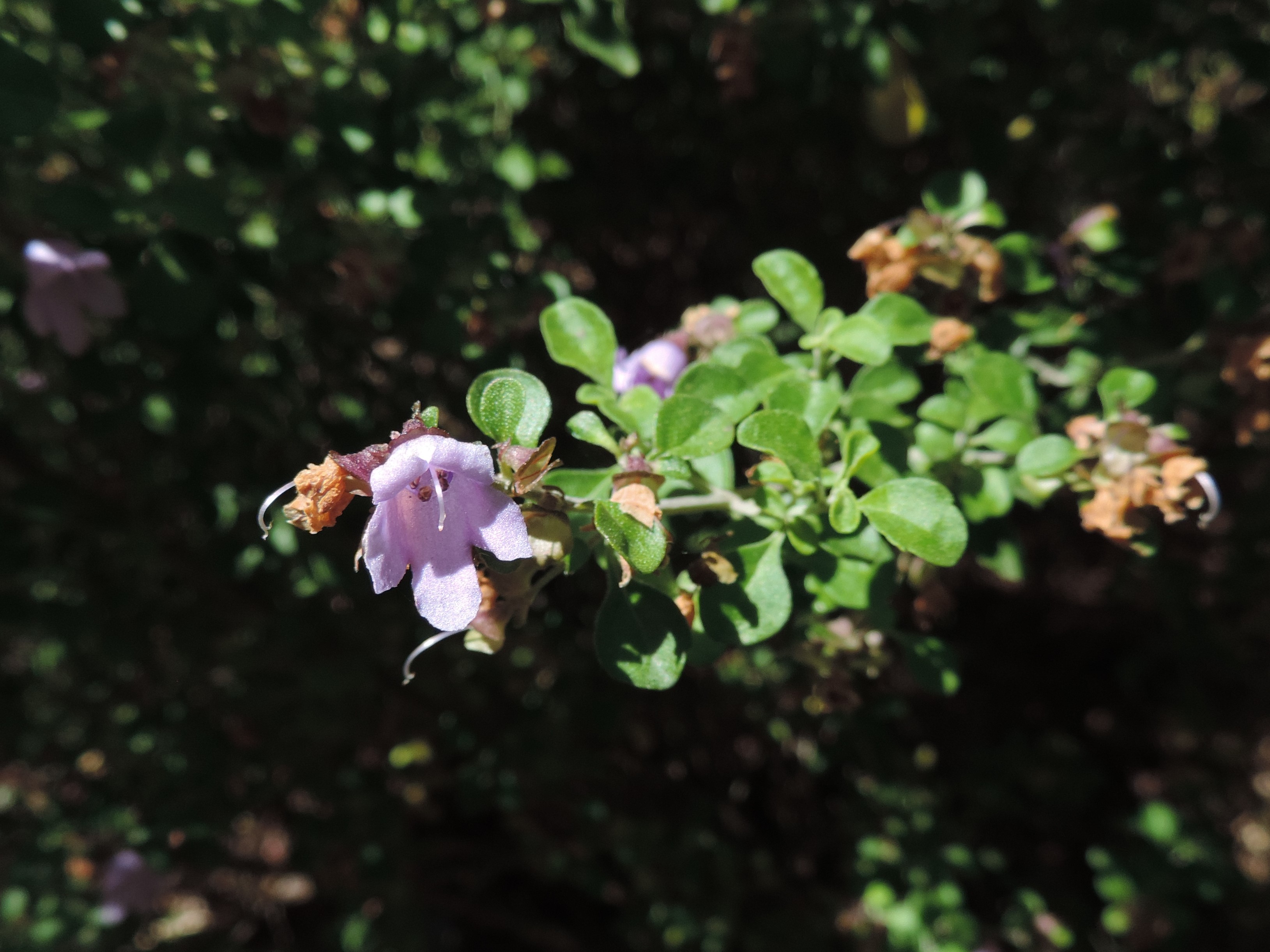 Native oregano - CAT-00066-B-Prostanthera-rotundifolia.jpg