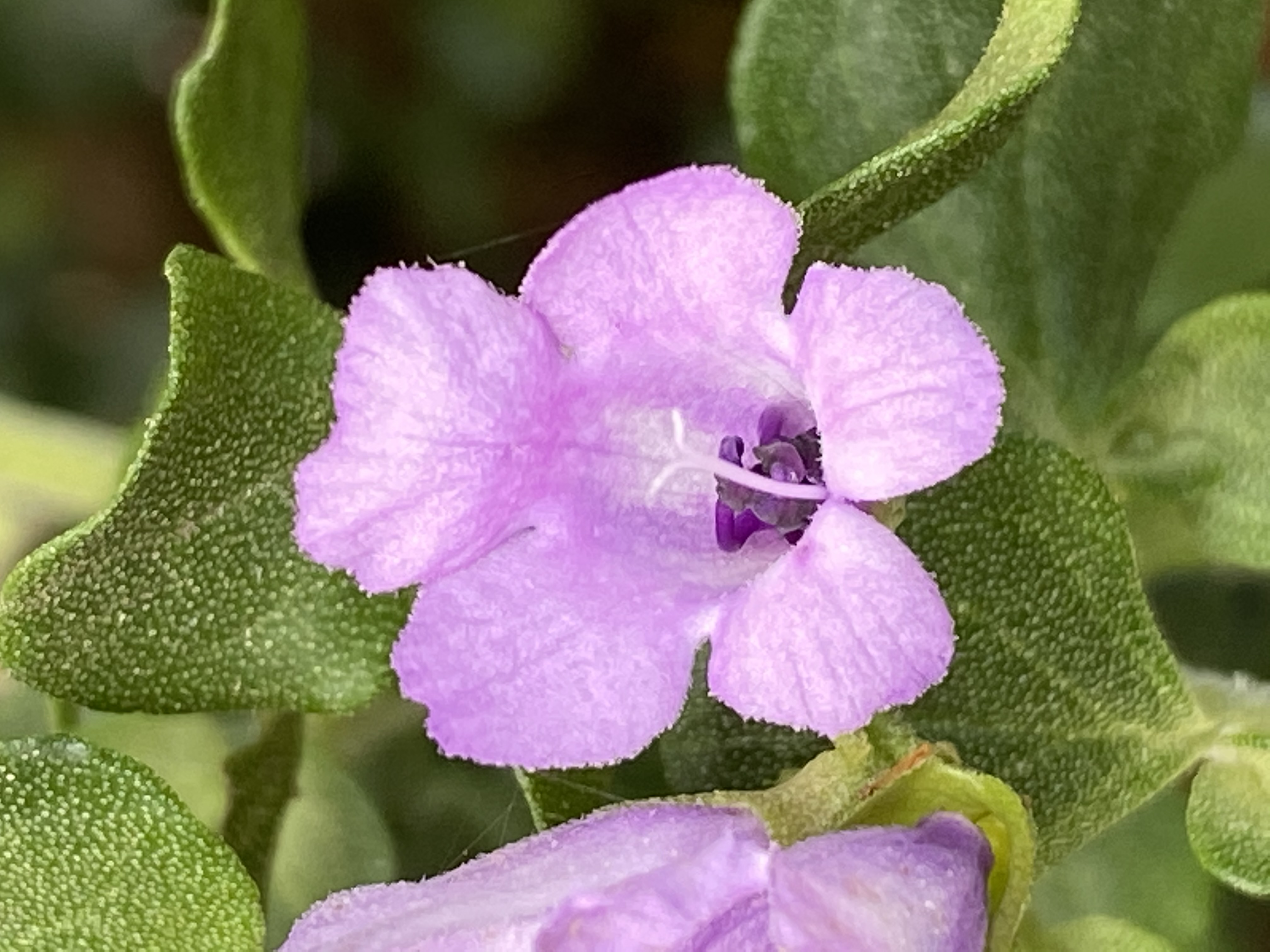 Native oregano - CAT-00066-F-Prostanthera-rotundifolia.jpg