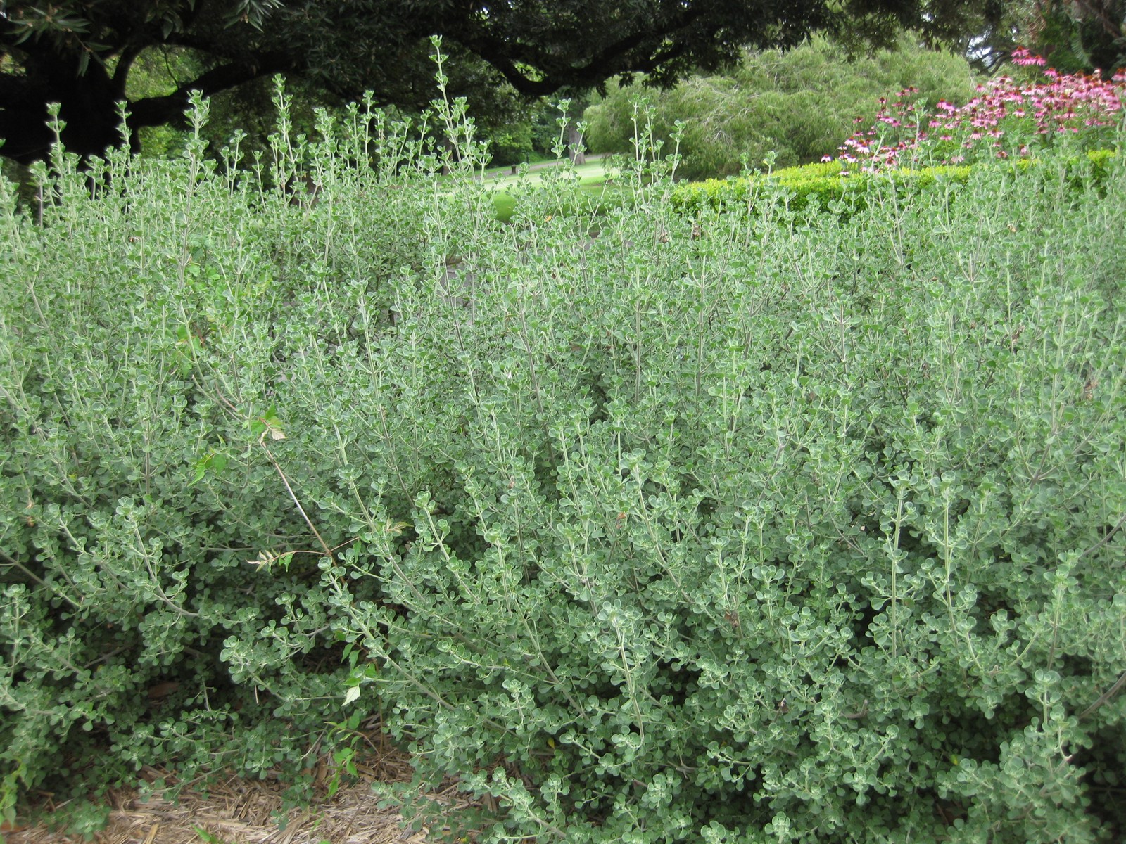 Native oregano - CAT-00066-Prostanthera-rotundifolia-05.jpg