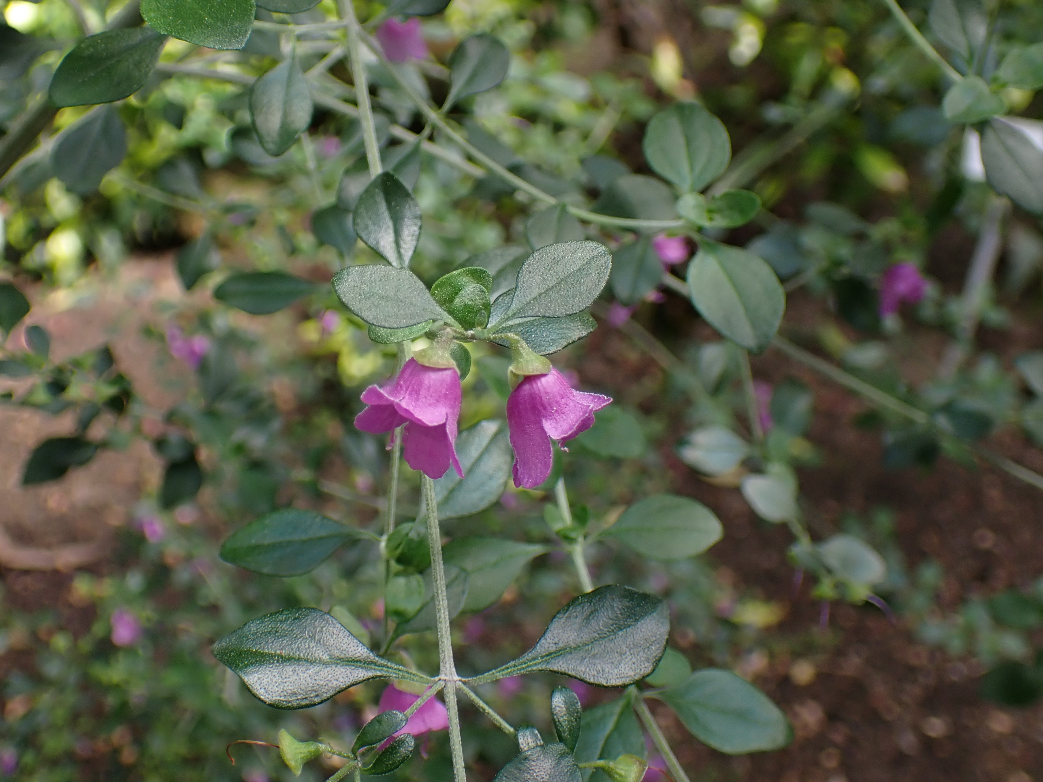 Native oregano - CAT-00066-Prostanthera-rotundifolia-06.jpg