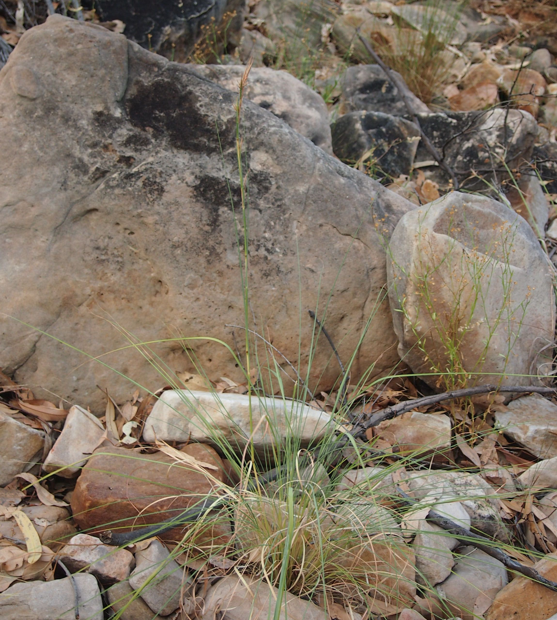 Native lemongrass main photo