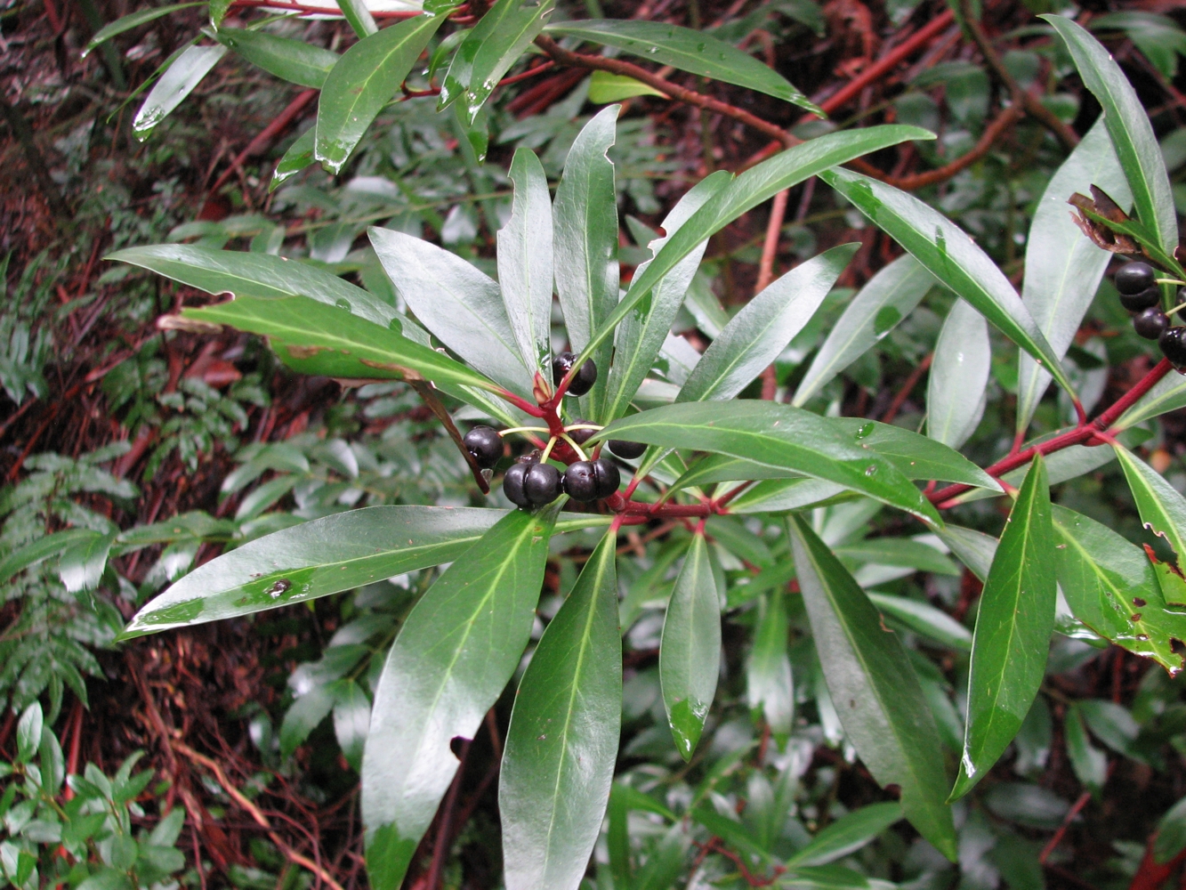 Mountain pepper main photo