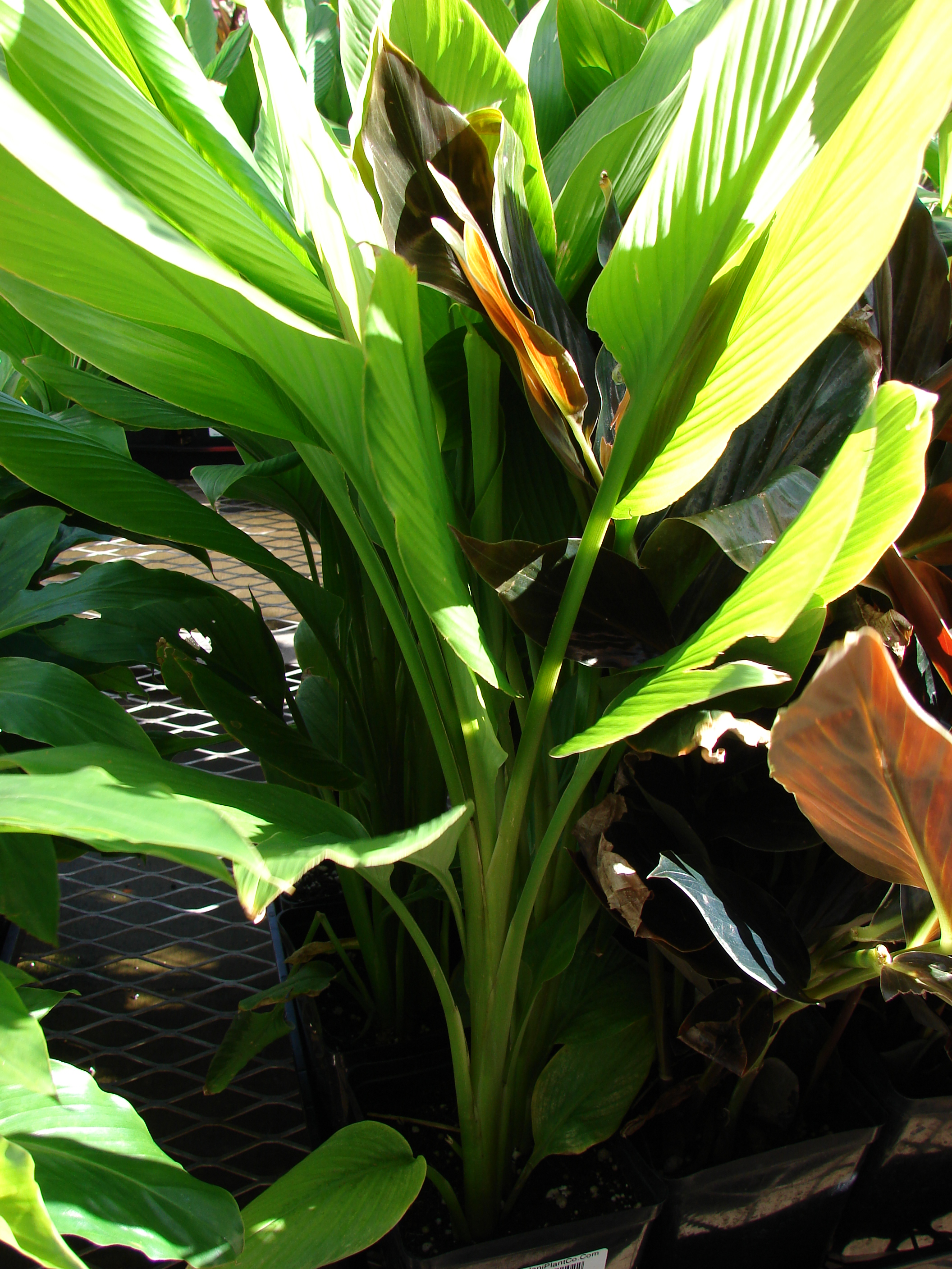 Native turmeric main photo