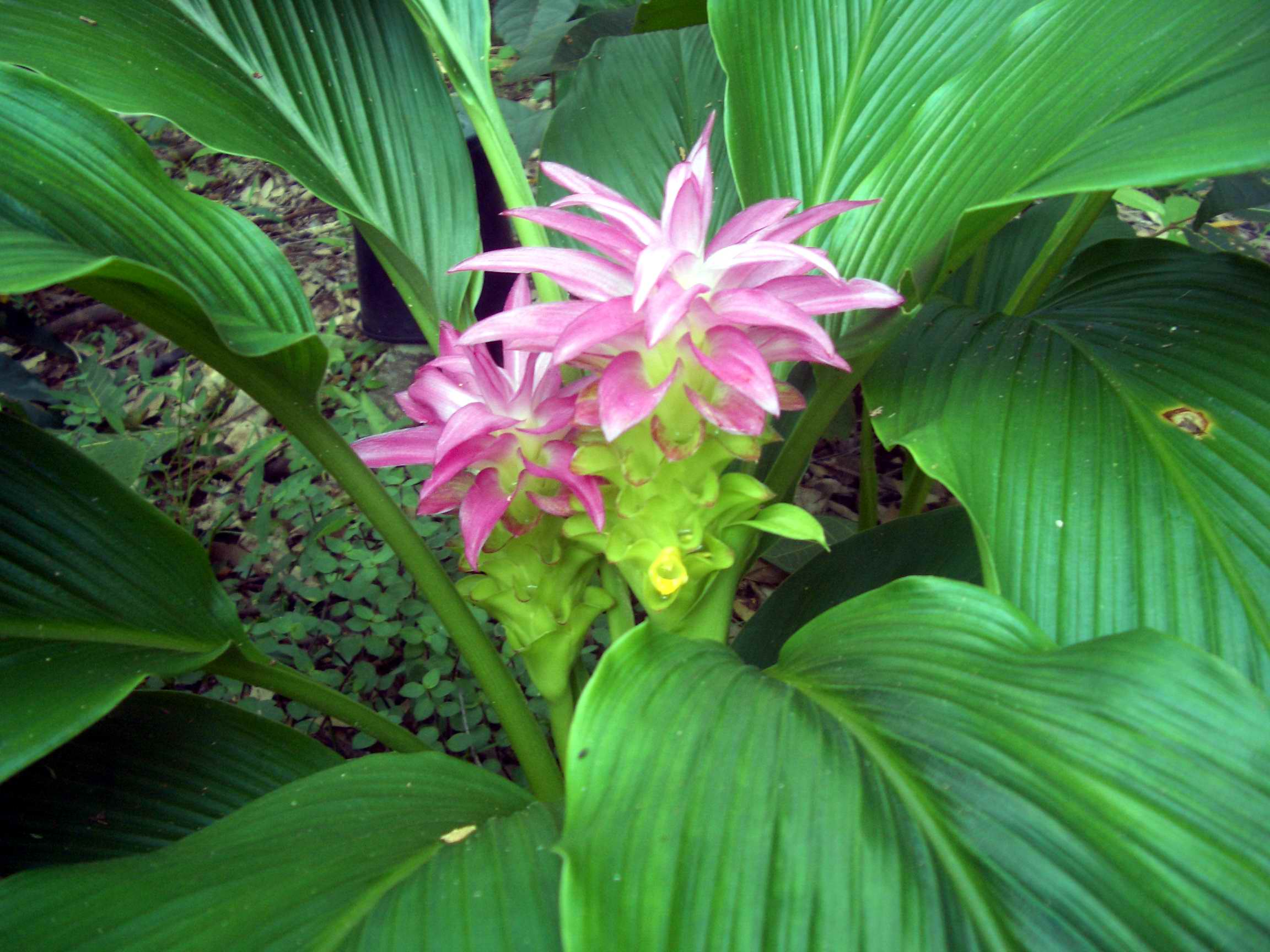 Native turmeric - CAT-00072-B-Curcuma-australasica.jpg