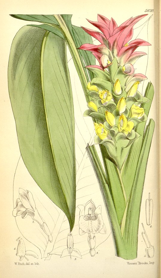 Native turmeric - CAT-00072-C-Curcuma-australasica.jpg