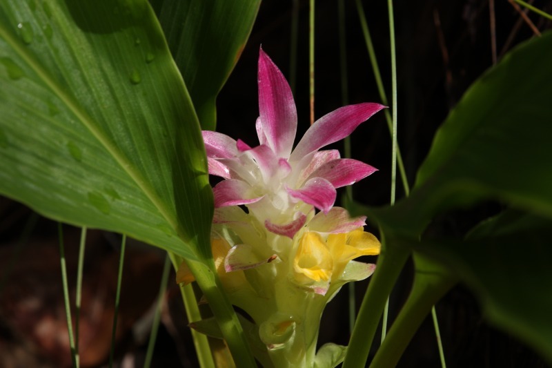 Native turmeric - CAT-00072-Curcuma-australasica-05.jpg