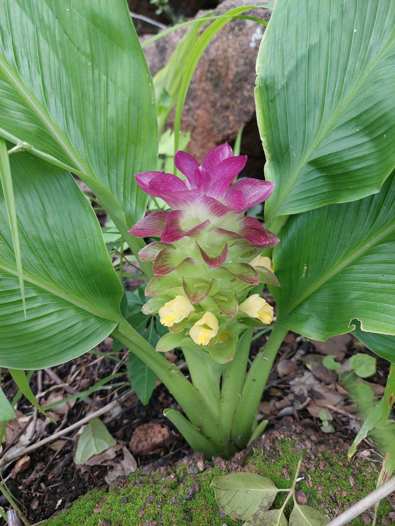 Native turmeric - CAT-00072-Curcuma-australasica-06.jpg