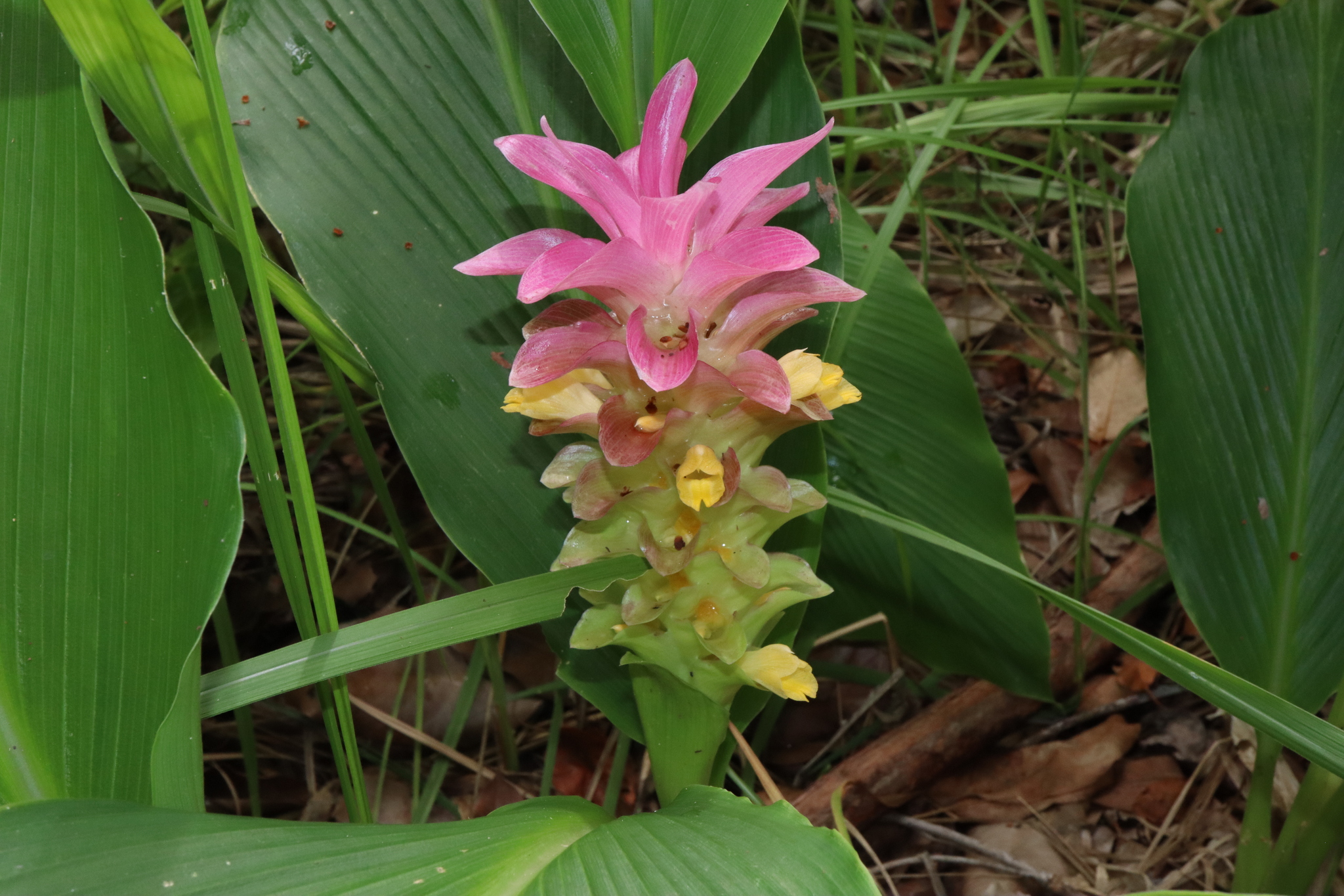 Native turmeric - CAT-00072-F-Curcuma-australasica.jpg