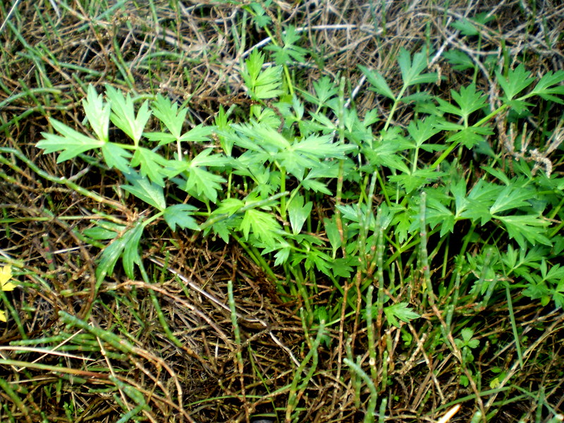 Sea parsley main photo