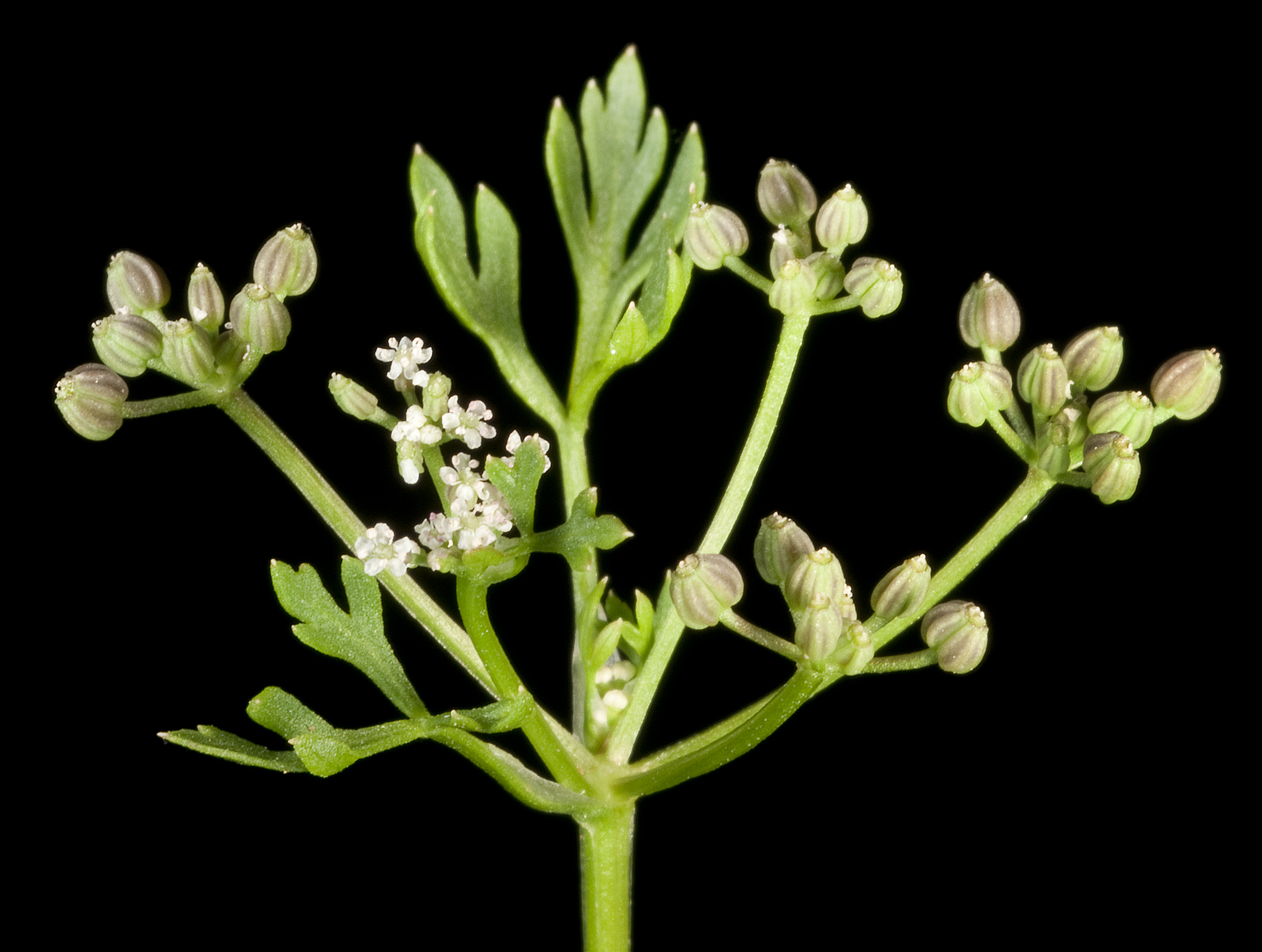 Sea celery main photo