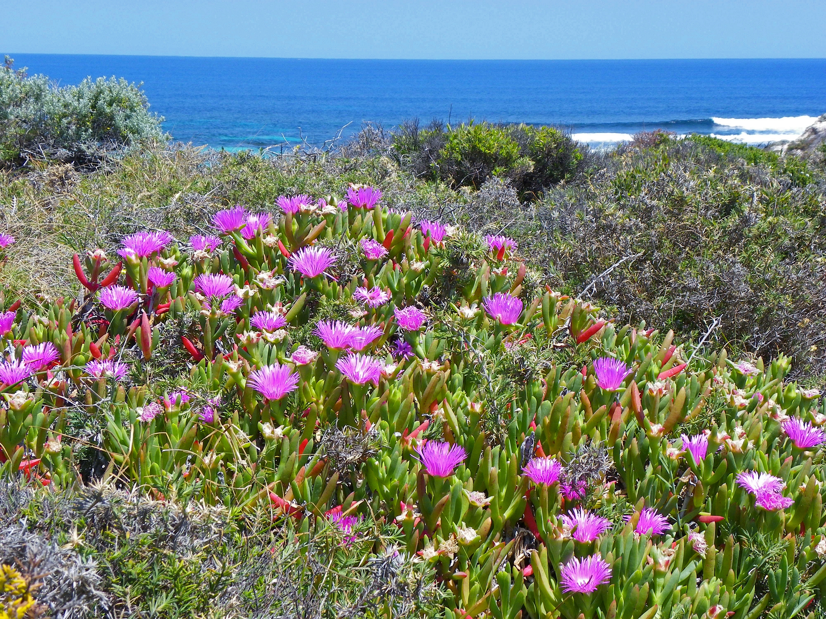 Bain / coastal pigface main photo