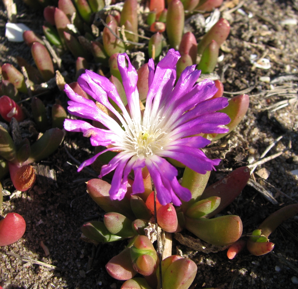 Round-leaved pigface main photo