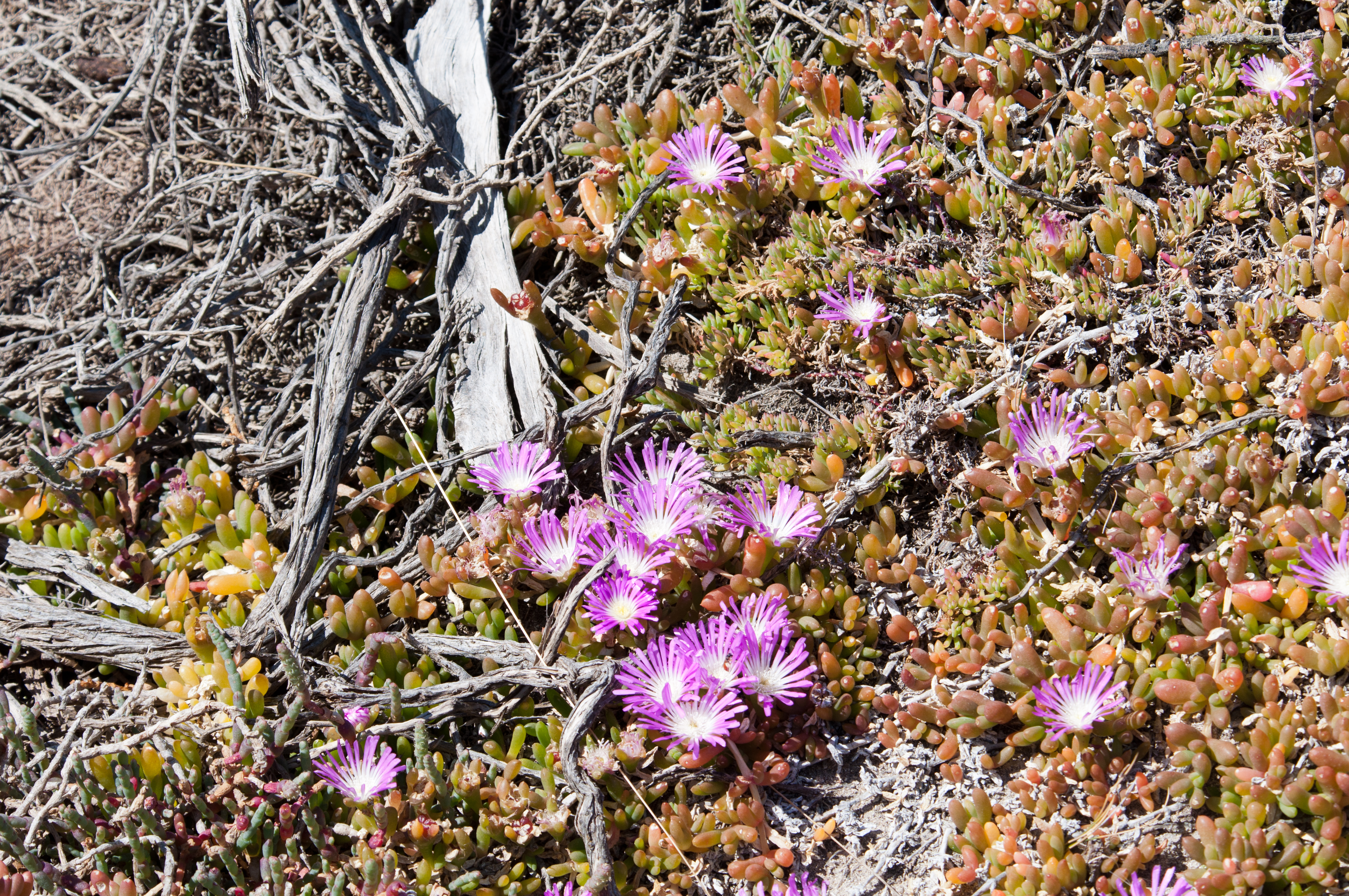 Round-leaved pigface - CAT-00078-B-Disphyma-crassifolium-subsp-clavellatum.jpg