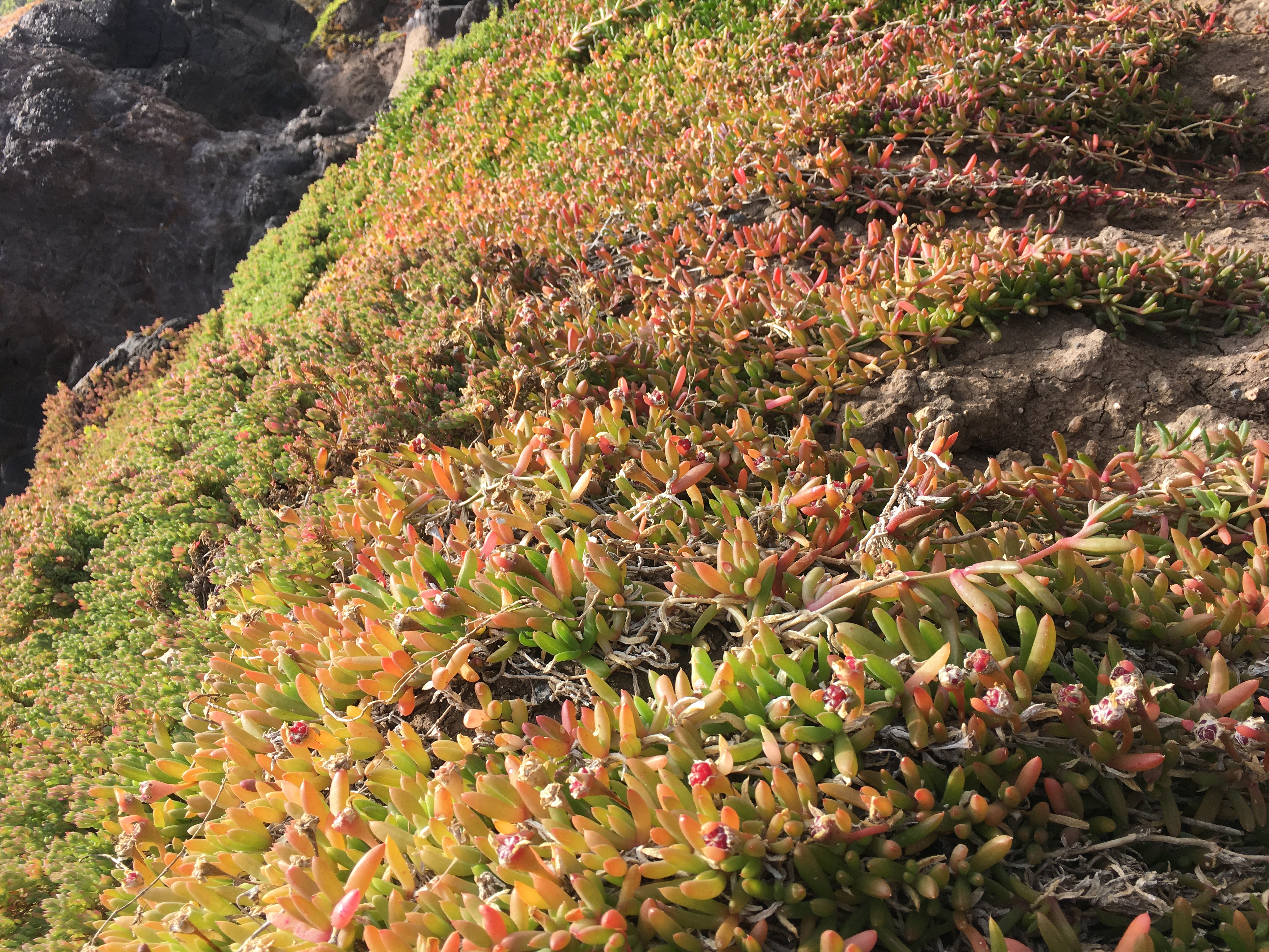 Round-leaved pigface - CAT-00078-C-Disphyma-crassifolium-subsp-clavellatum.jpg