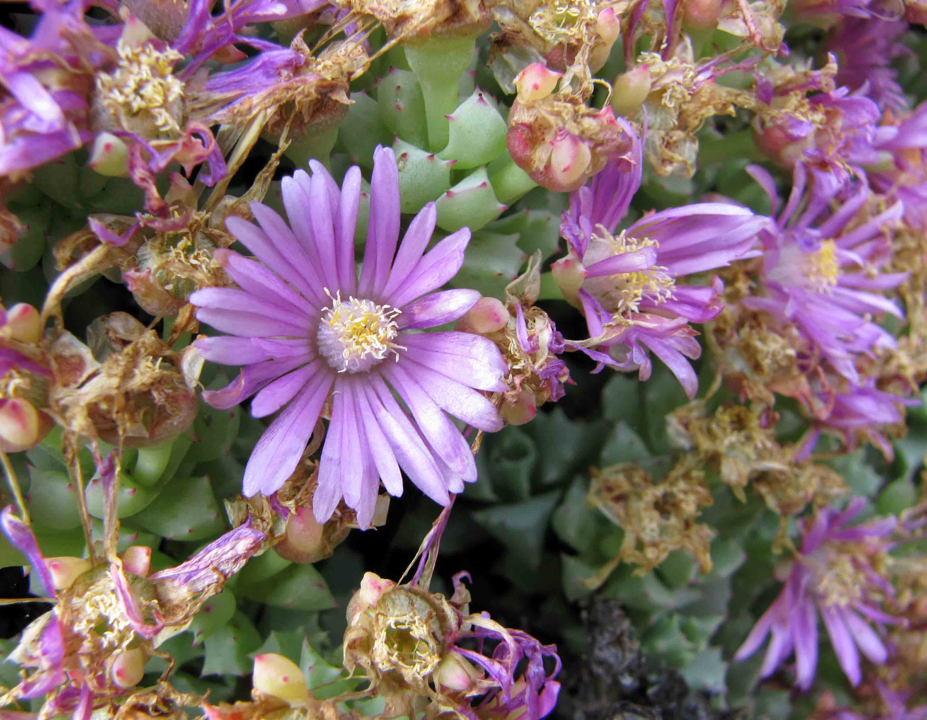Round-leaved pigface - CAT-00078-Disphyma-crassifolium-05.jpg